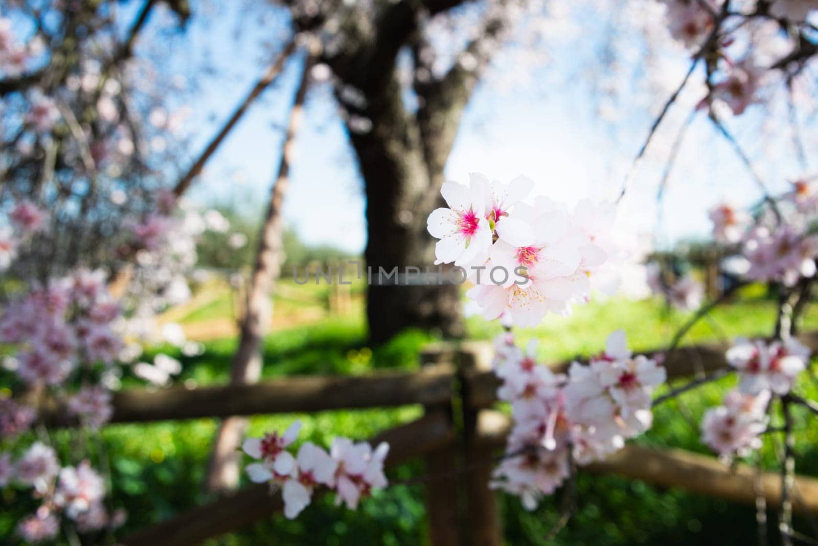 The Famous Royal Almond Tree of Valverde de Leganés, in Badajoz, Extremadura, Spain