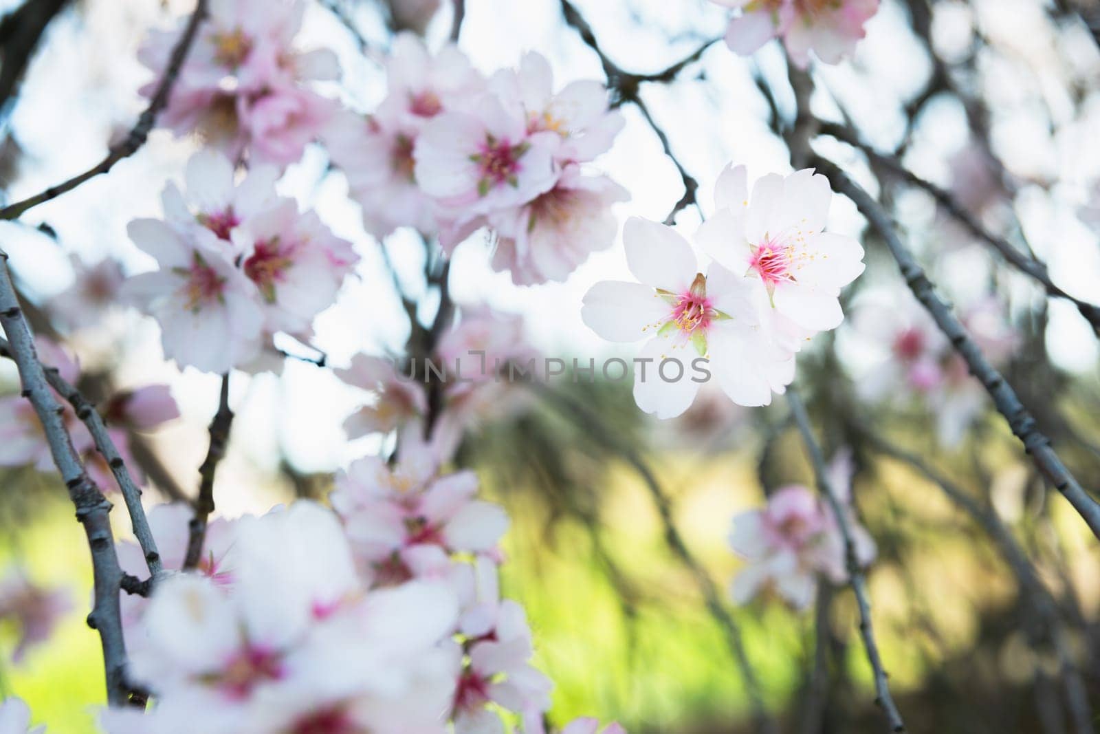 The Famous Royal Almond Tree of Valverde de Leganés, in Badajoz, Extremadura, Spain