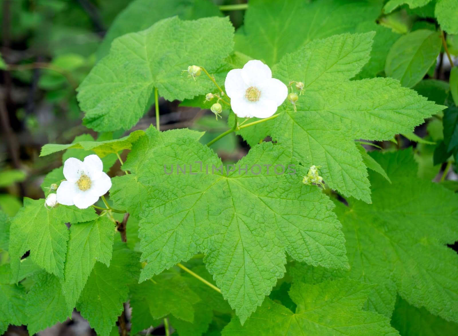 Flowers of blackberry on green leaves background.