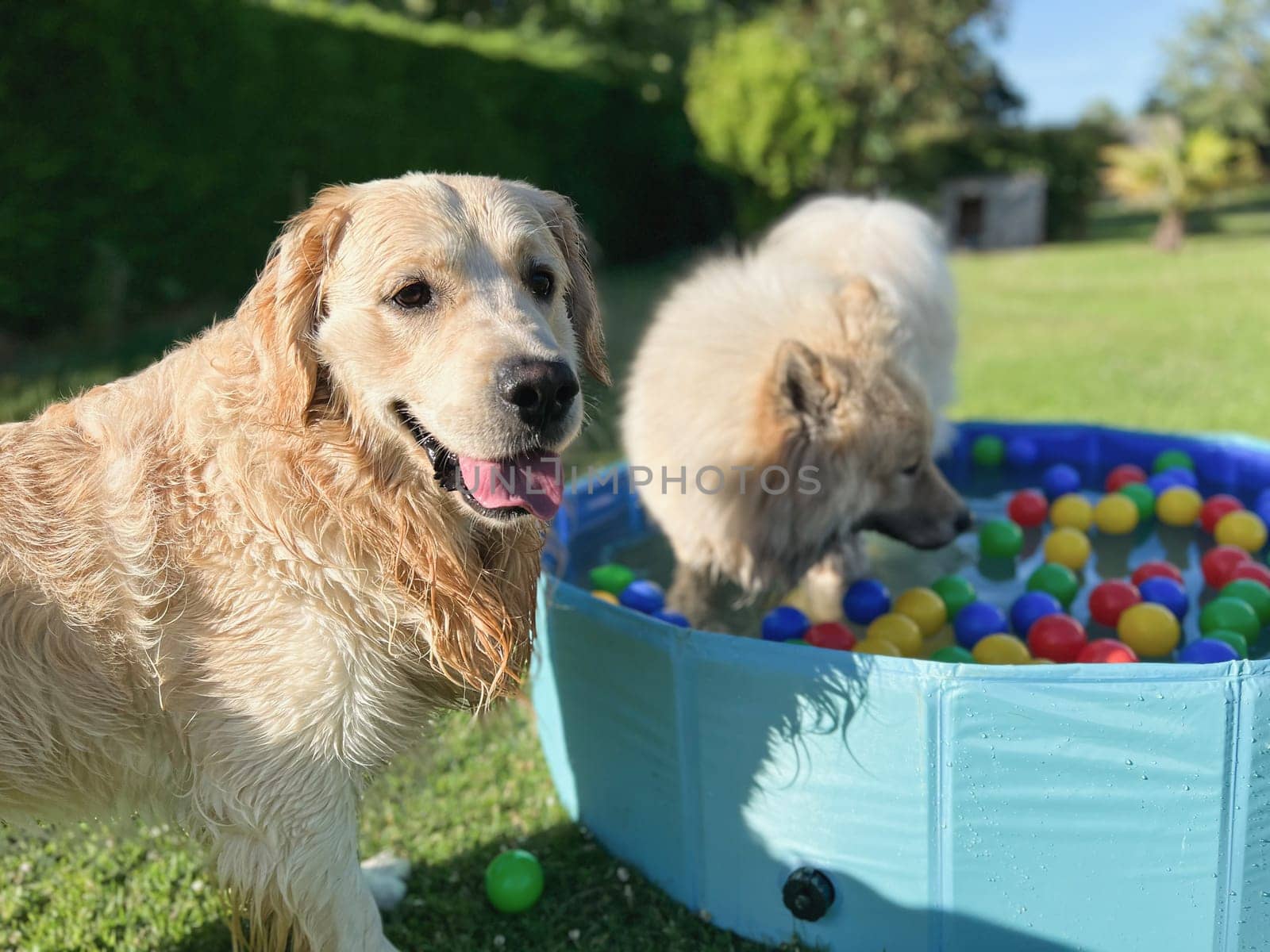 The labrador et eurasier playing in a pool with balls in a garden