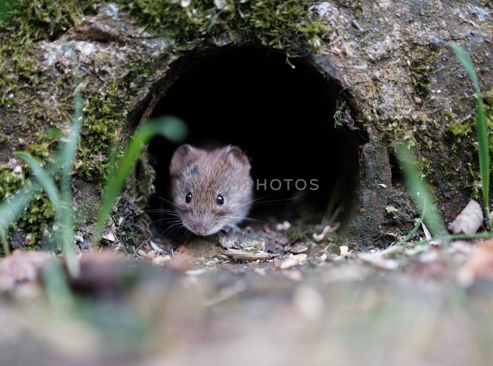 A Cute Vole Peeking Out From A Hole In A Wall