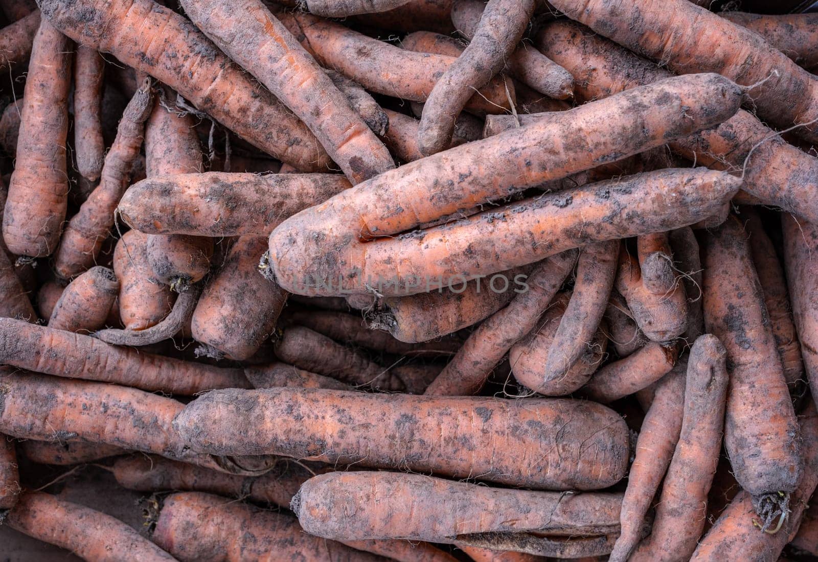 A Background Image Of Wonky Organic Carrots At A Market