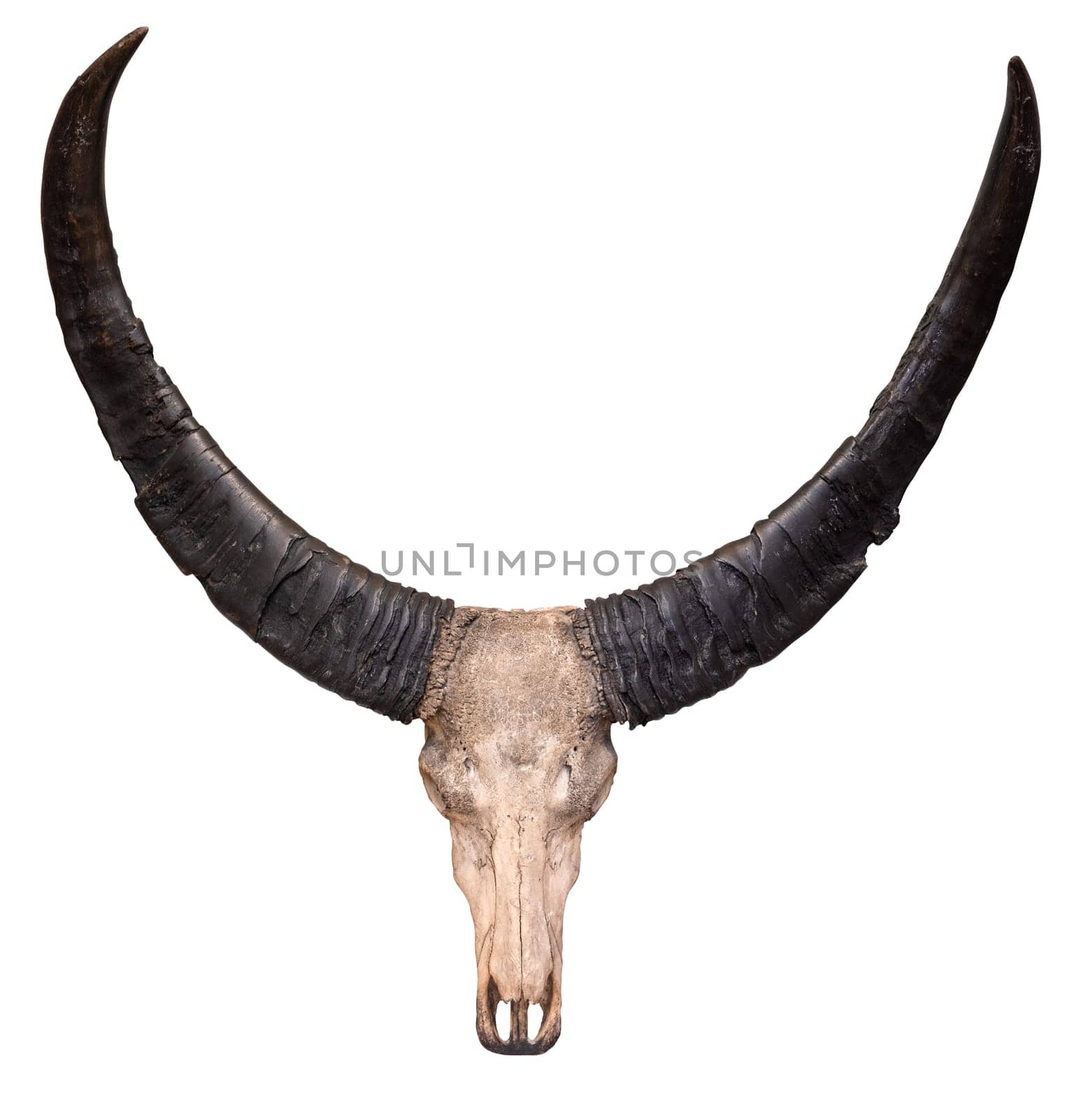 Isolated Cow Skull And Horns by mrdoomits