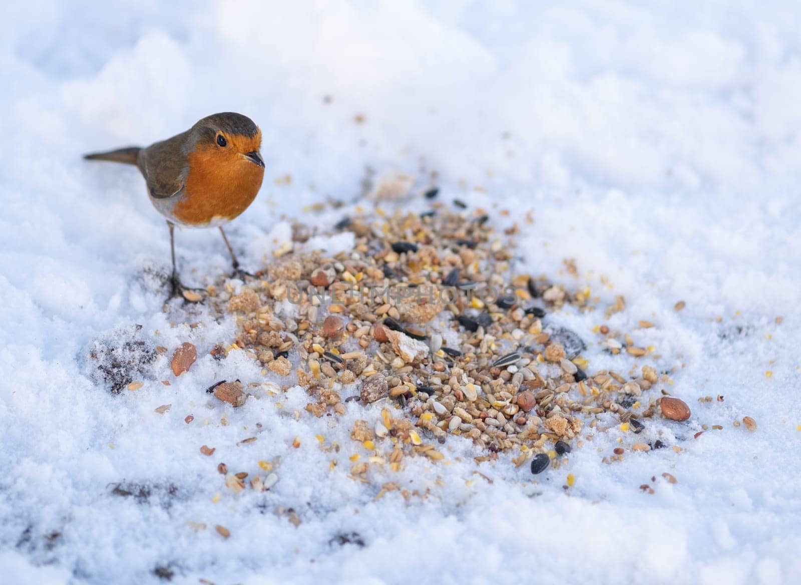 A Robin Bird Being Fed In The Snow