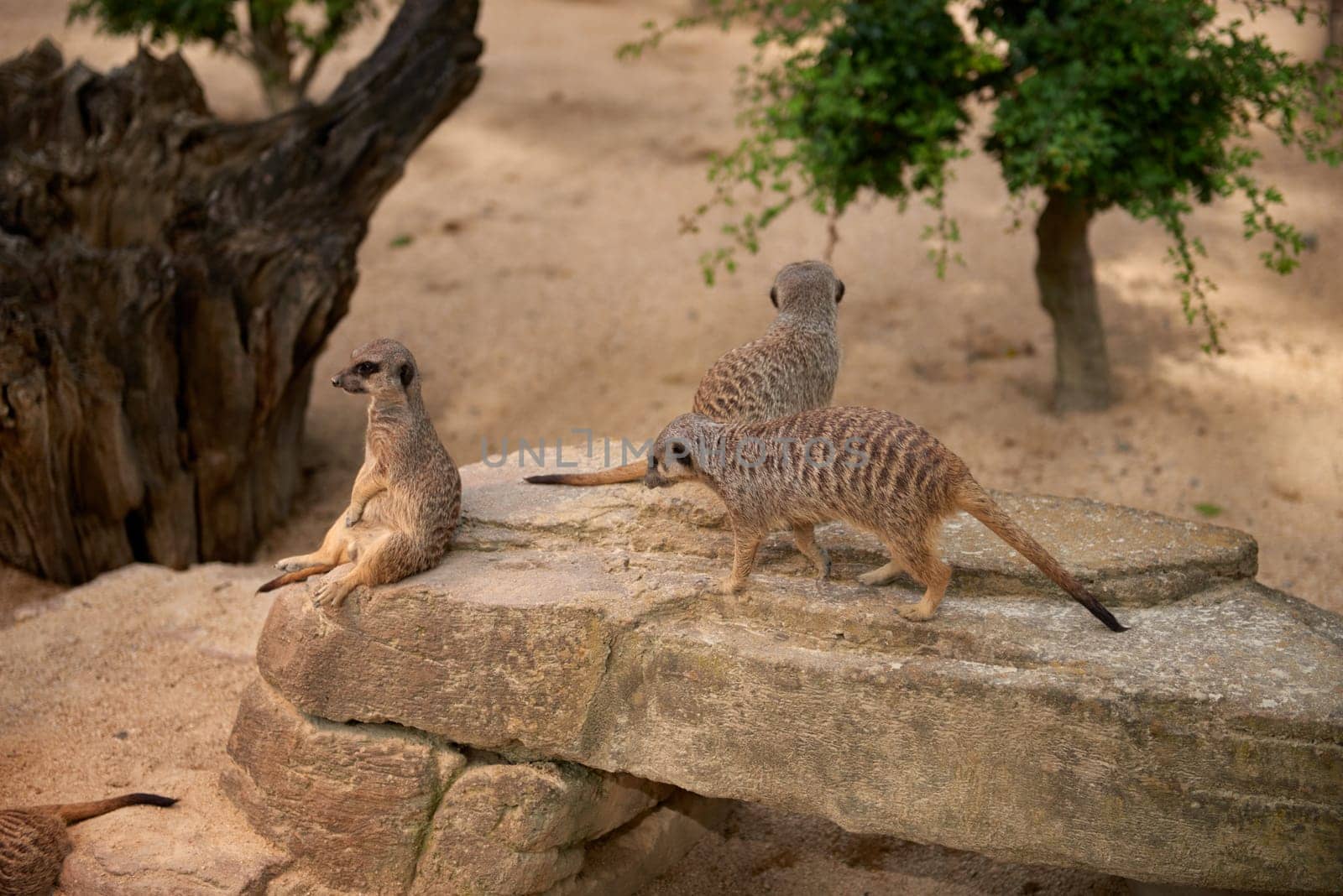 Wild Meerkats: Untamed Wonders of Nature. Savanna Tales: Adventures with Free-Spirited Meerkats. Desert Watchers: Meerkats in Their Natural Wilderness. African Odyssey: The Life and Times of Wild Meerkats. Nature's Choreography: Meerkats' Dance in the Untamed by Andrii_Ko