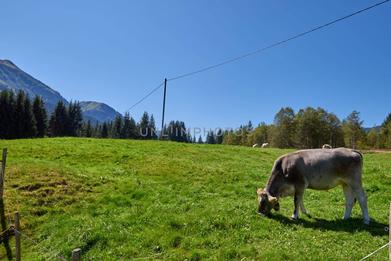 Idyllic beauty of alpine nature, with a cow grazing on the lush mountain meadows, surrounded by the majestic peaks of the Alps. The pristine blue sky, the verdant pastures on the mountain slopes, and the evergreen forests contribute to the serene and unspoiled natural environment, reflecting the harmony of the alpine ecosystem and the importance of ecological preservation. by Andrii_Ko