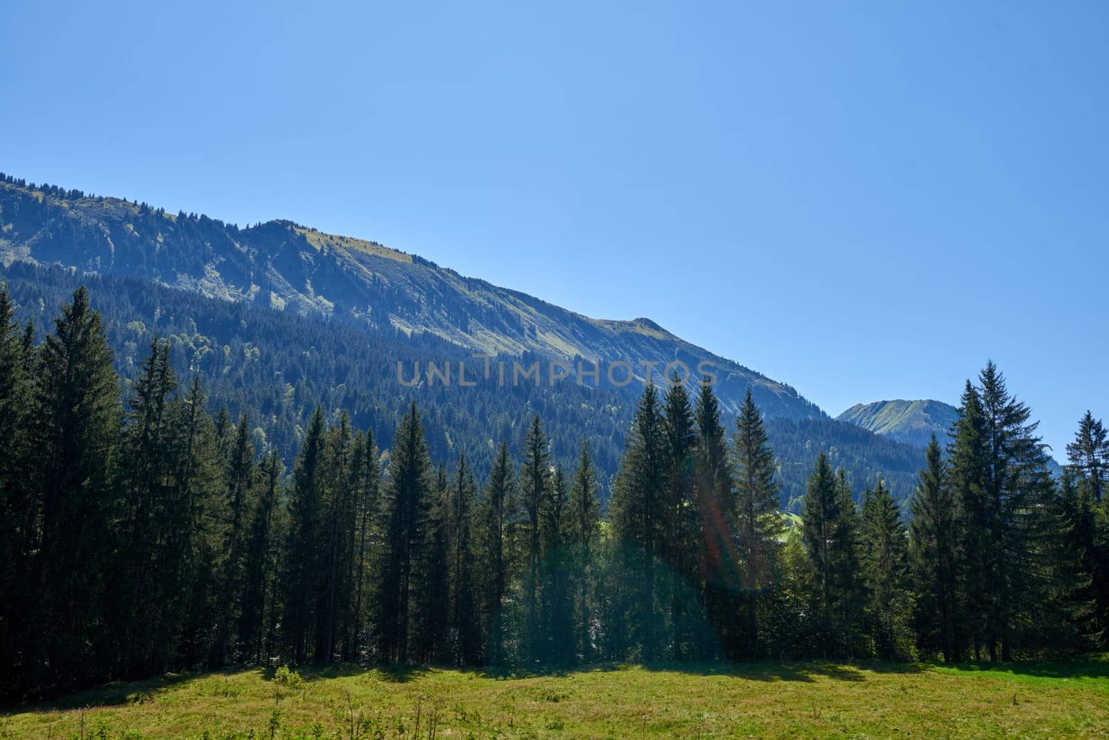 Alpine Pines, Peaks, and the Azure Sky. Summer Evergreens: Forests beneath Blue Skies in the Alpine. Mountain Pastoral Serenity: Grazing Pastures and Pine-Laden Slopes. Nature's Harmony: Alpine Ecosystem Under the Blue Canopy. Eco-Friendly Alpine Haven: Meadows and Fir-Adorned Slopes by Andrii_Ko