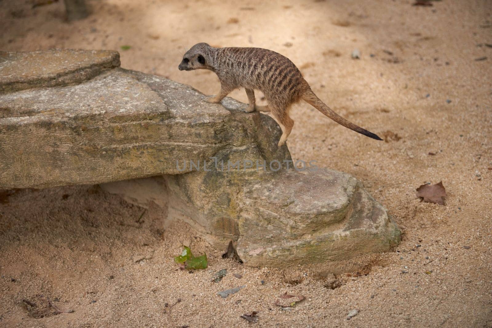 Wild Meerkats: Untamed Wonders of Nature. Savanna Tales: Adventures with Free-Spirited Meerkats. Desert Watchers: Meerkats in Their Natural Wilderness. African Odyssey: The Life and Times of Wild Meerkats. Nature's Choreography: Meerkats' Dance in the Untamed