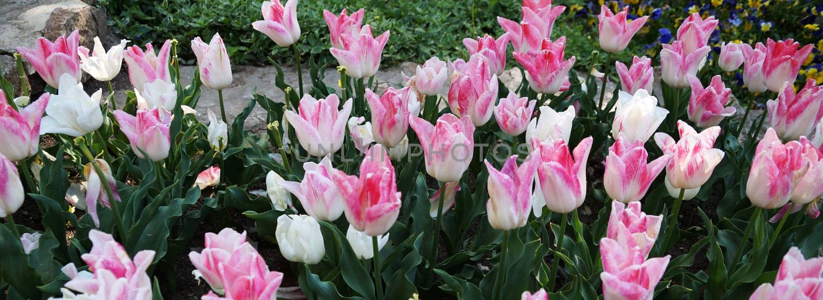 Blooming soft pink tulips Holland chic for horizontal spring background.