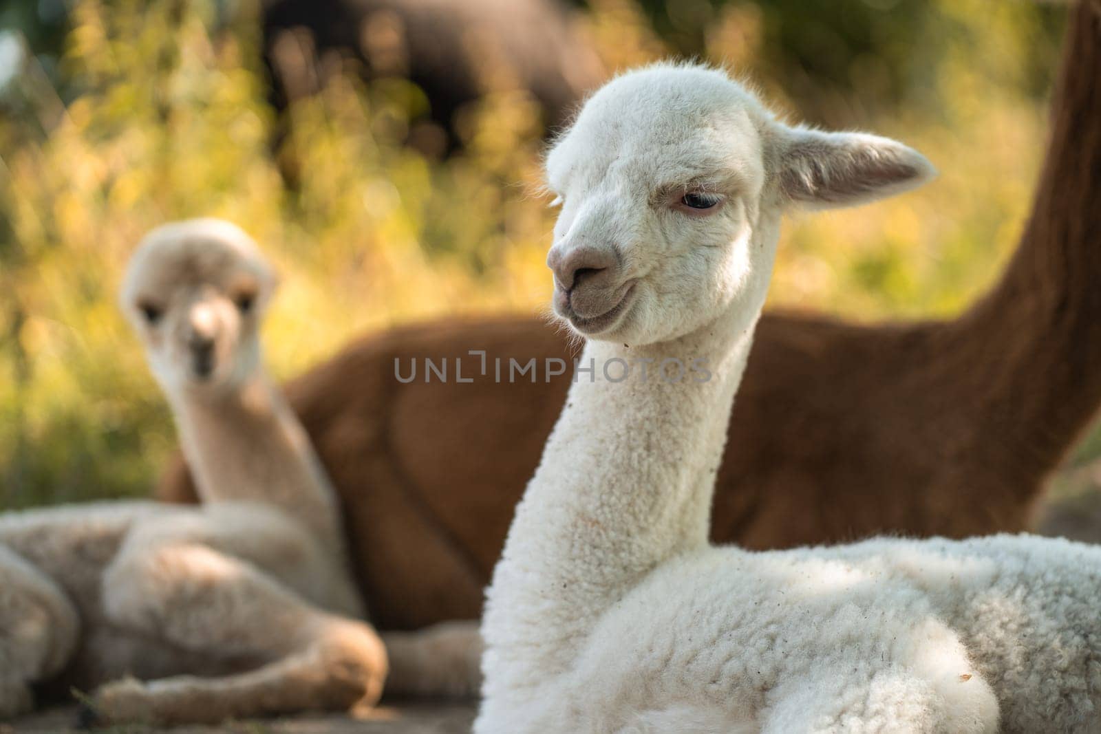 Cute white baby alpaca in herd of small and adult alpacas on summer outdoor farm