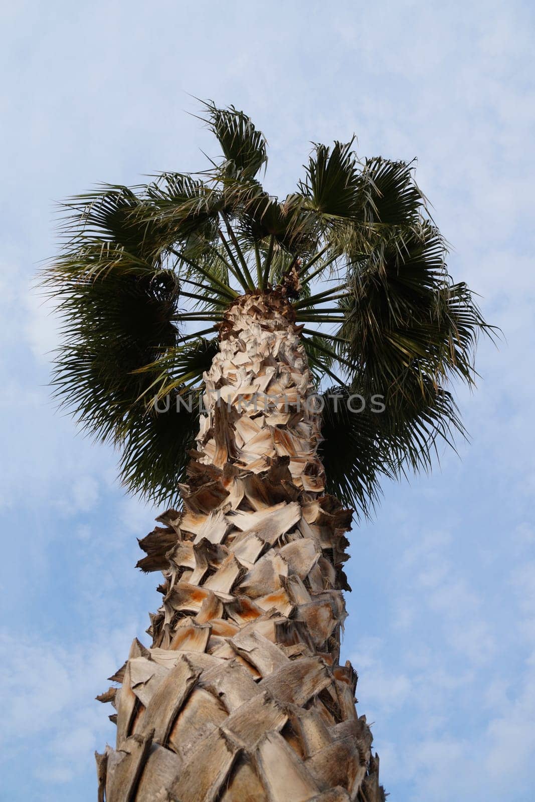 tall Washingtonia palm against a sunny sky, bottom view.