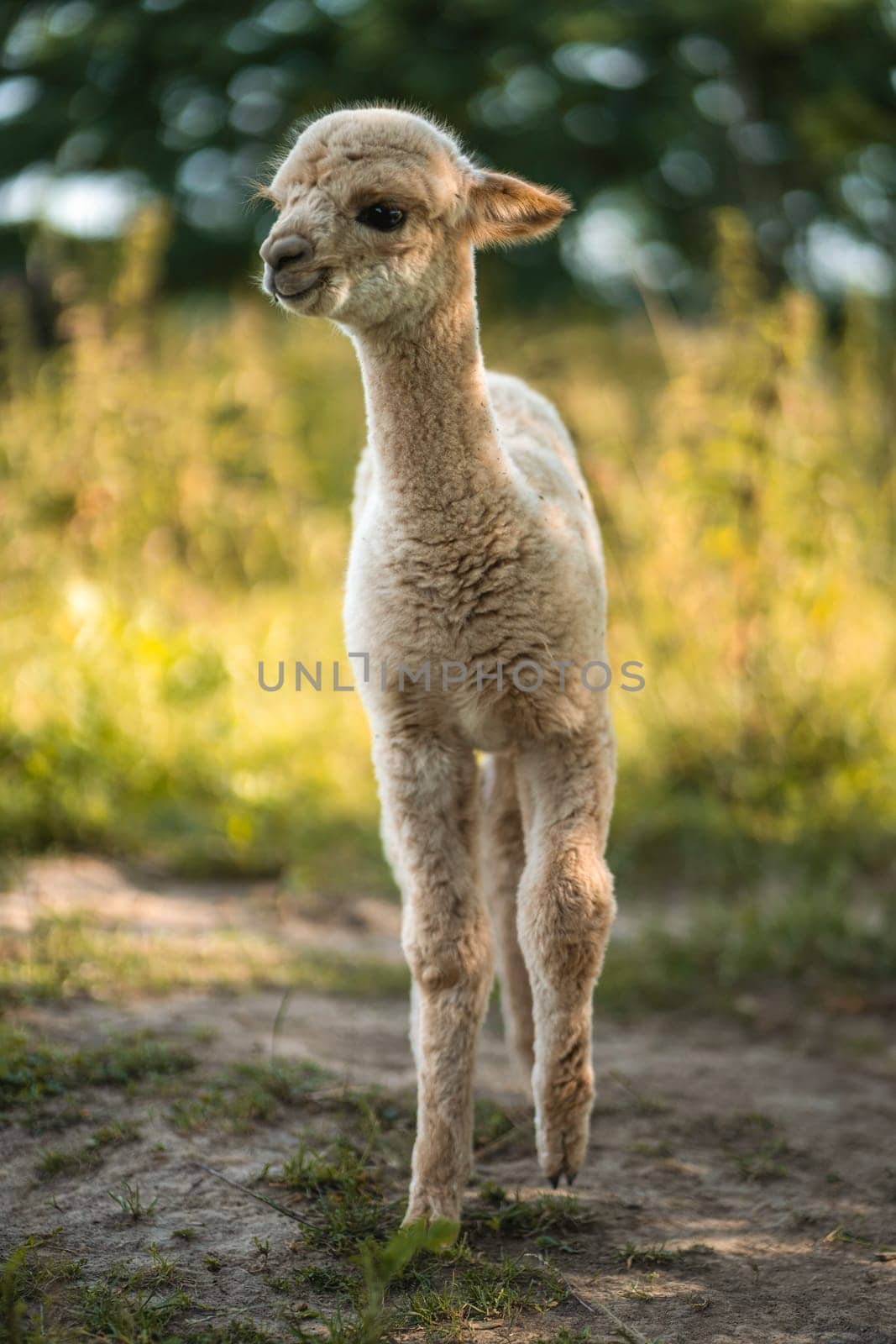 Cute white baby alpaca walking on green grass of livestock farm by Popov