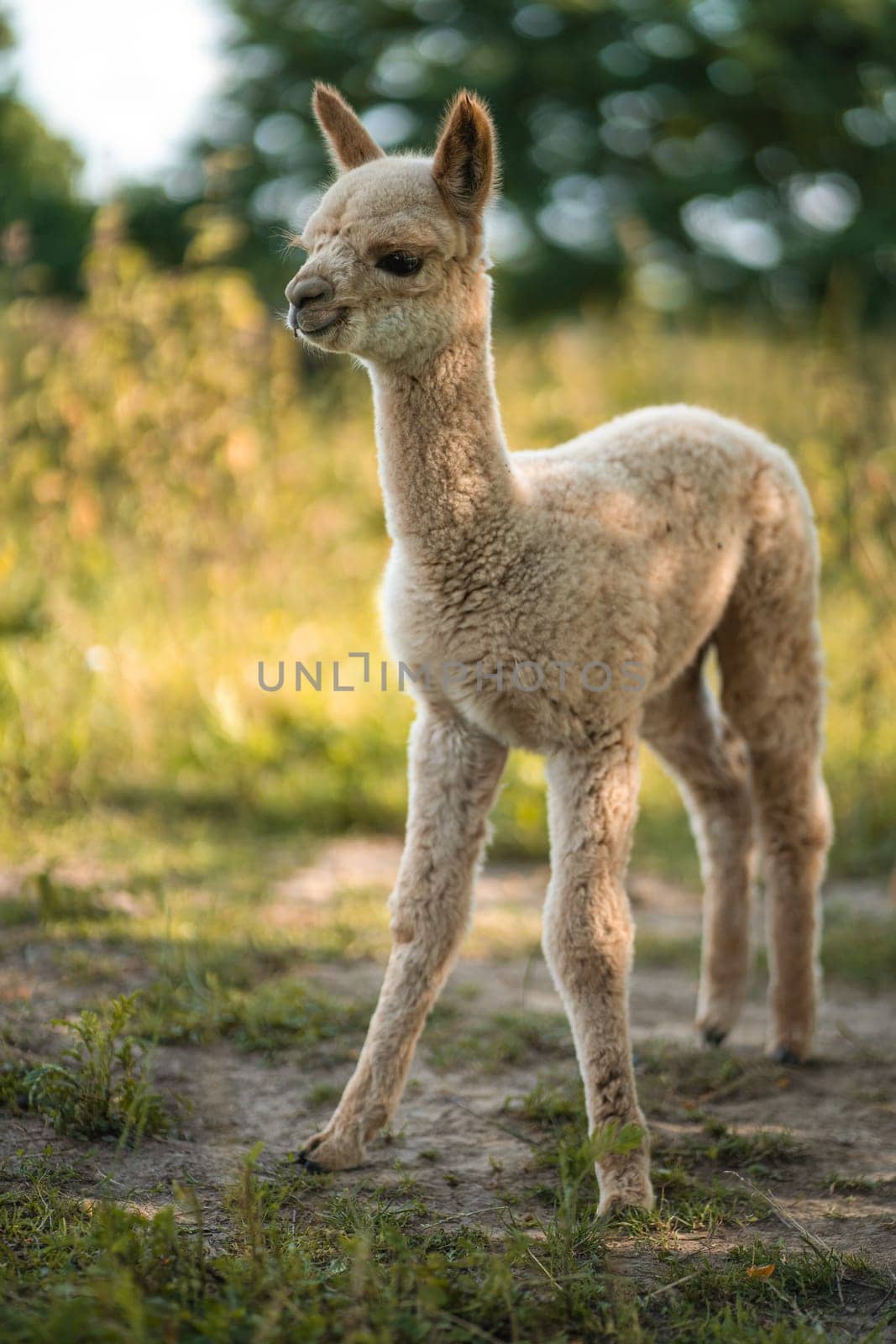 Cute white baby alpaca standing awkwardly on grass of farm by Popov