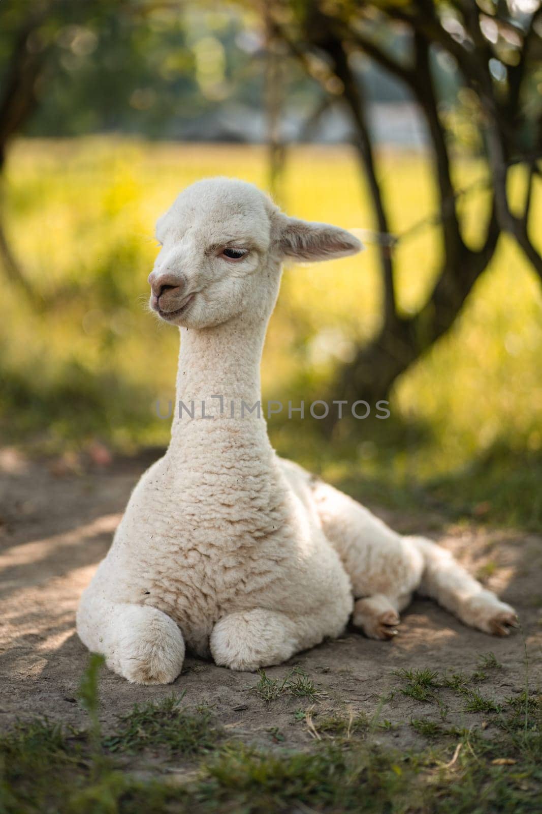 Cute white baby alpaca lying on ground near tree to rest, summer livestock farm