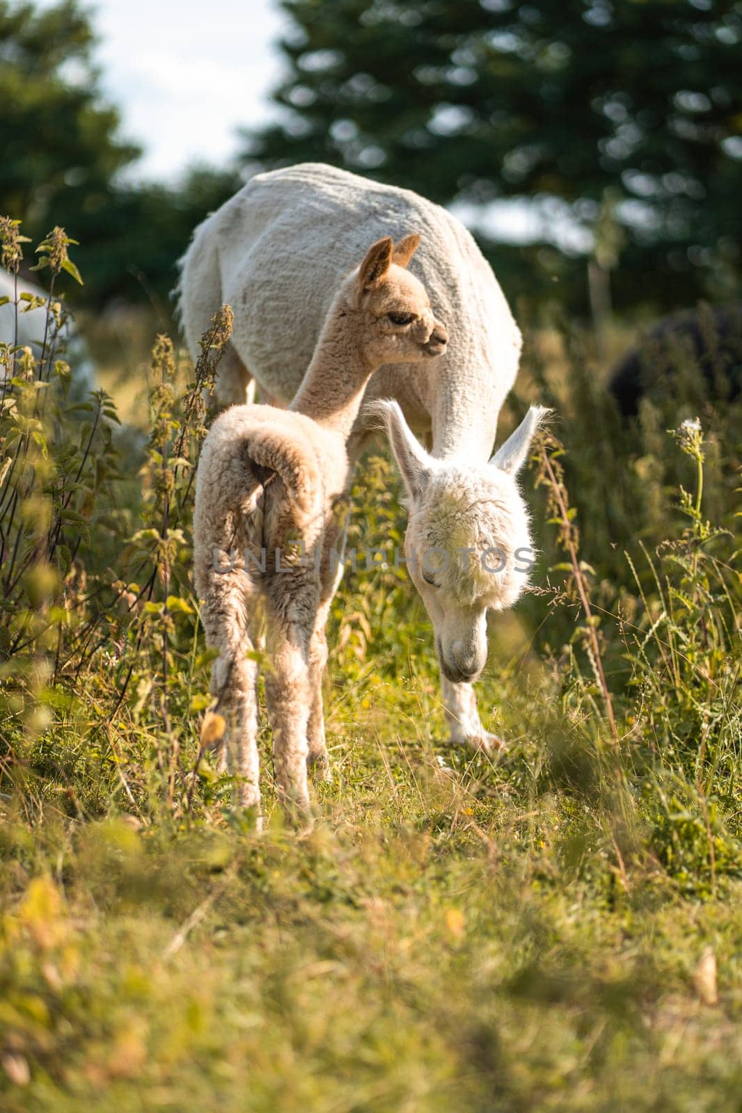 Cute adult and young alpacas standing together on green meadow of summer livestock farm