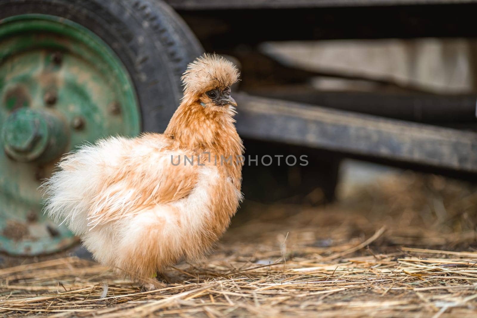 Cute funny fluffy chicken on farmyard of eco poultry farm, domestic furry hen