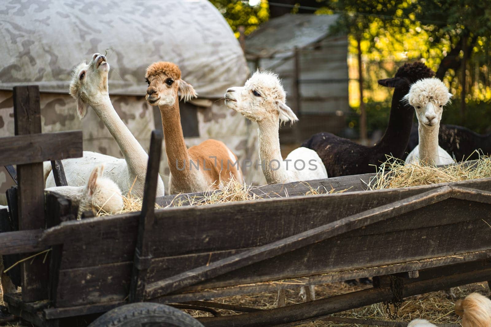 Cute happy baby alpacas eating hay and grass from wooden cart on livestock farm
