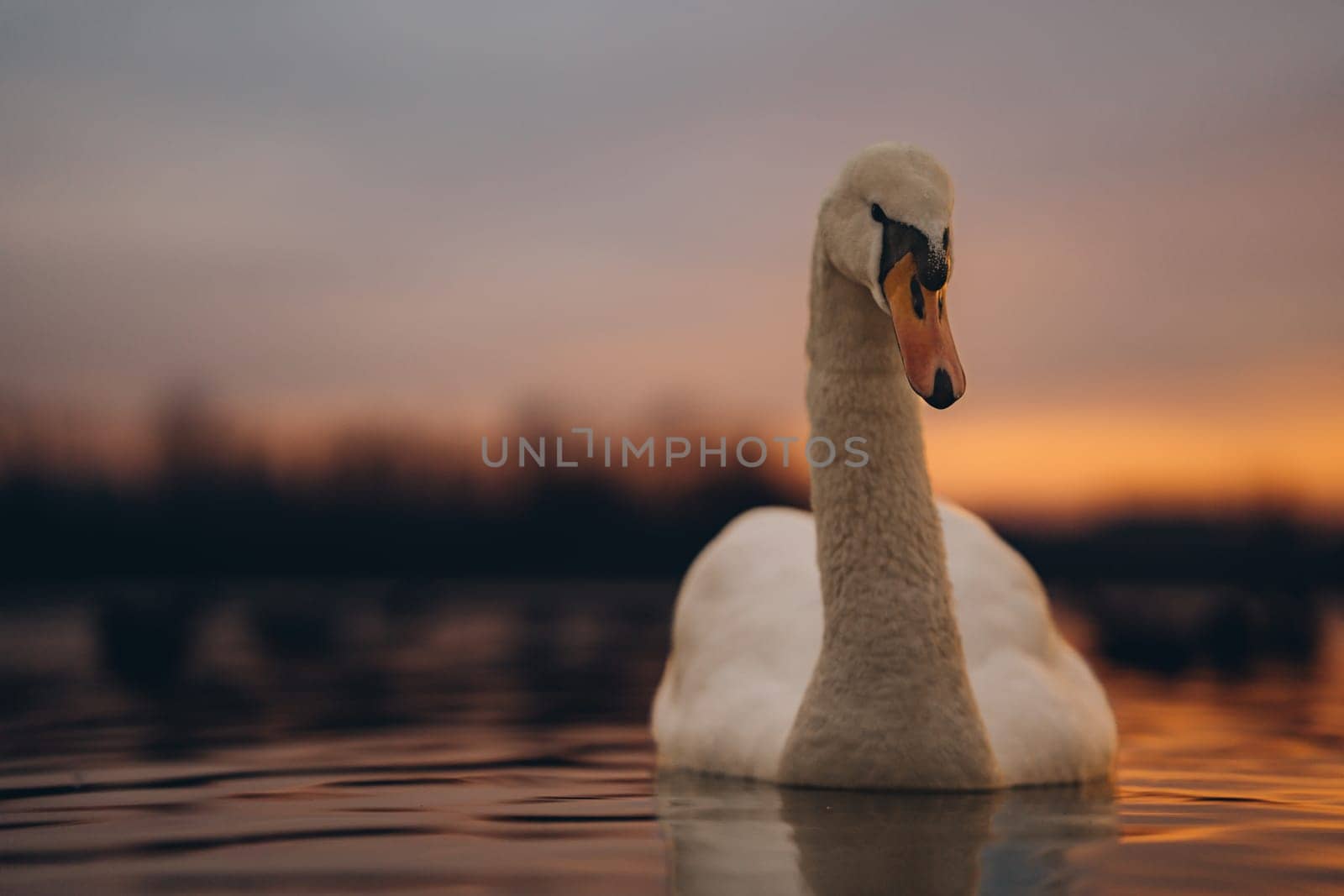 White graceful single swan in sunset lake, idyllic scene with beautiful bird