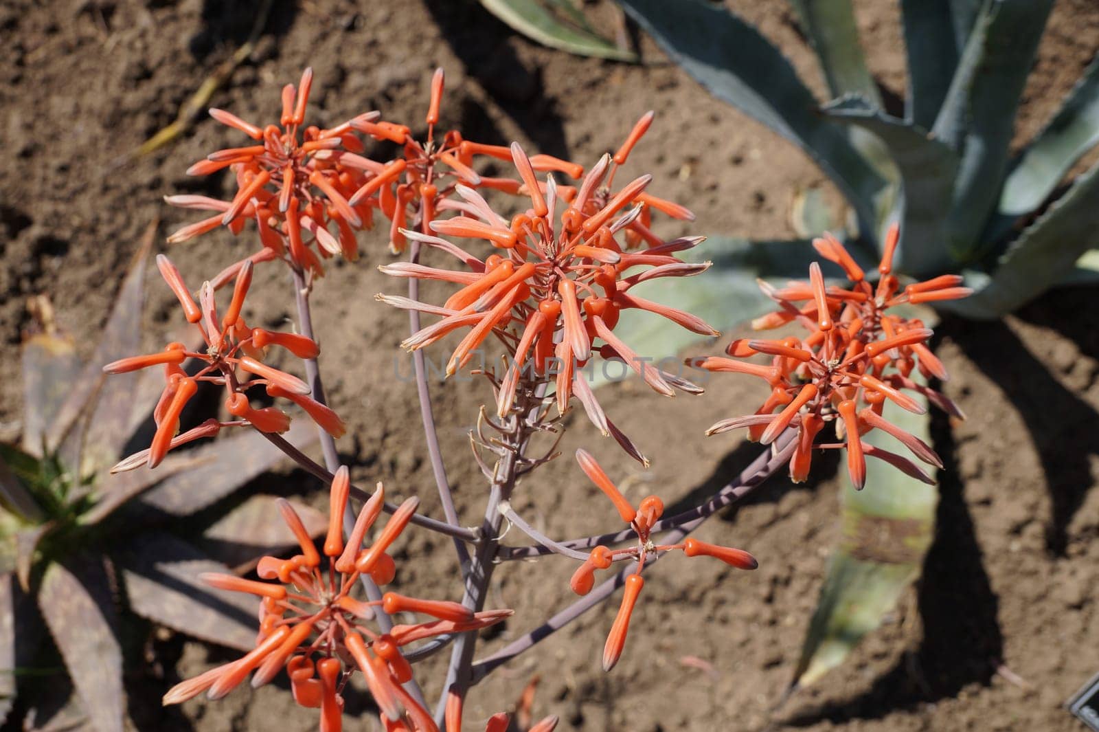 Blooming aloe maculata in an ornamental garden by Annado