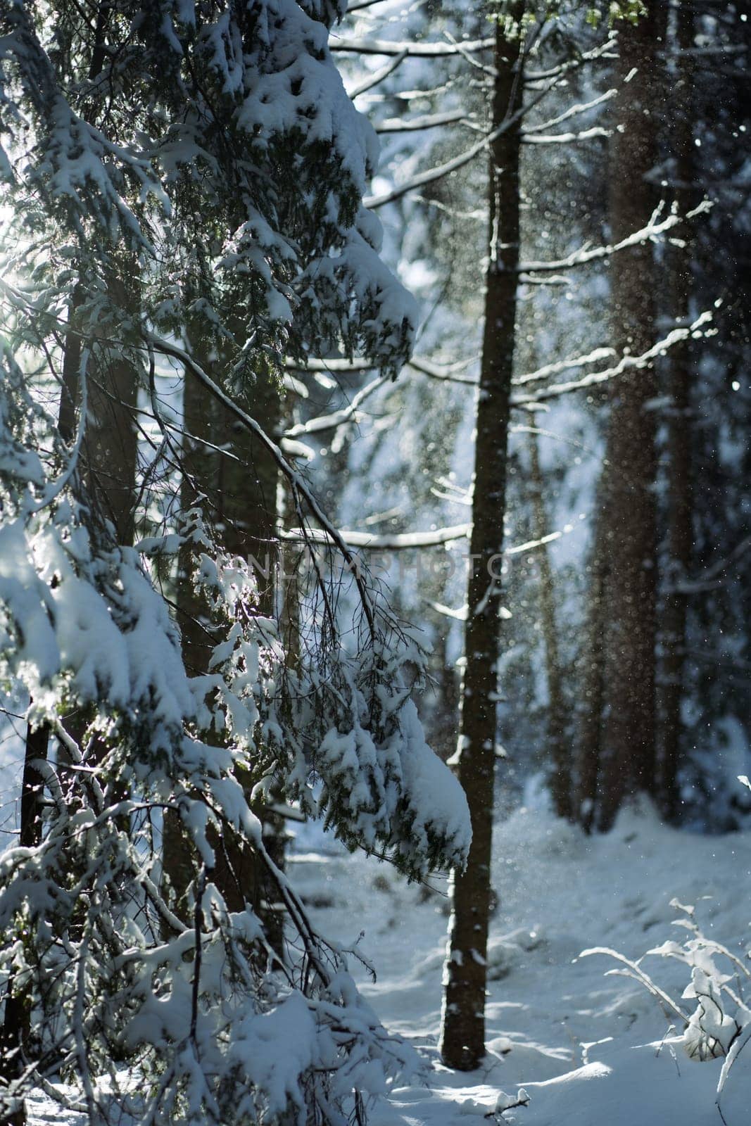 Winter pine forest with snow and ice on tree trunks and branches, cold frozen season in Europe