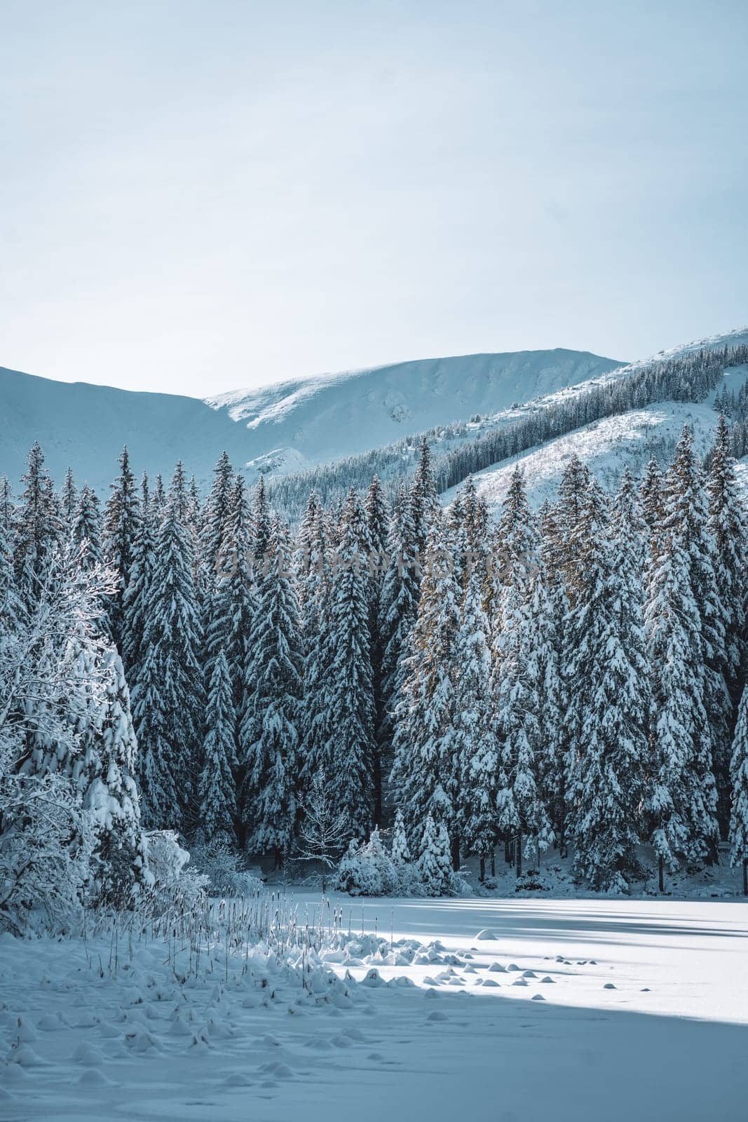 Winter landscape with pine forest and mountains in Low Tatras, Slovakia by Popov