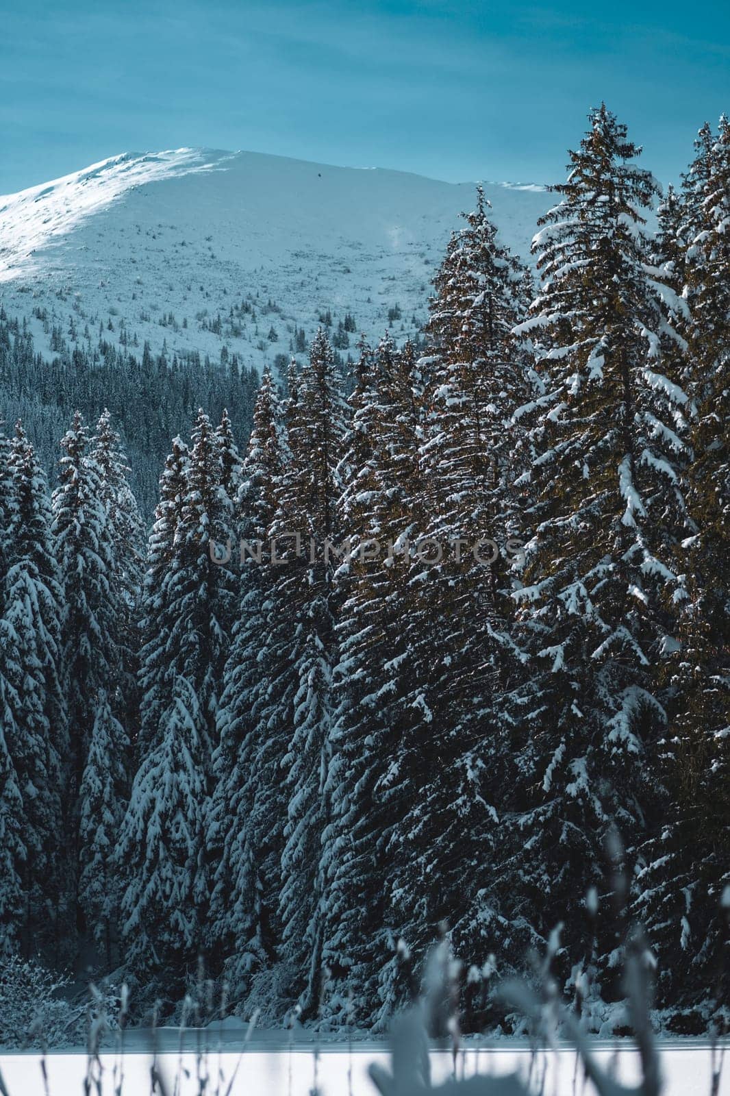 Pine forest and plants with snow in Low Tatras mountains, Slovakia by Popov