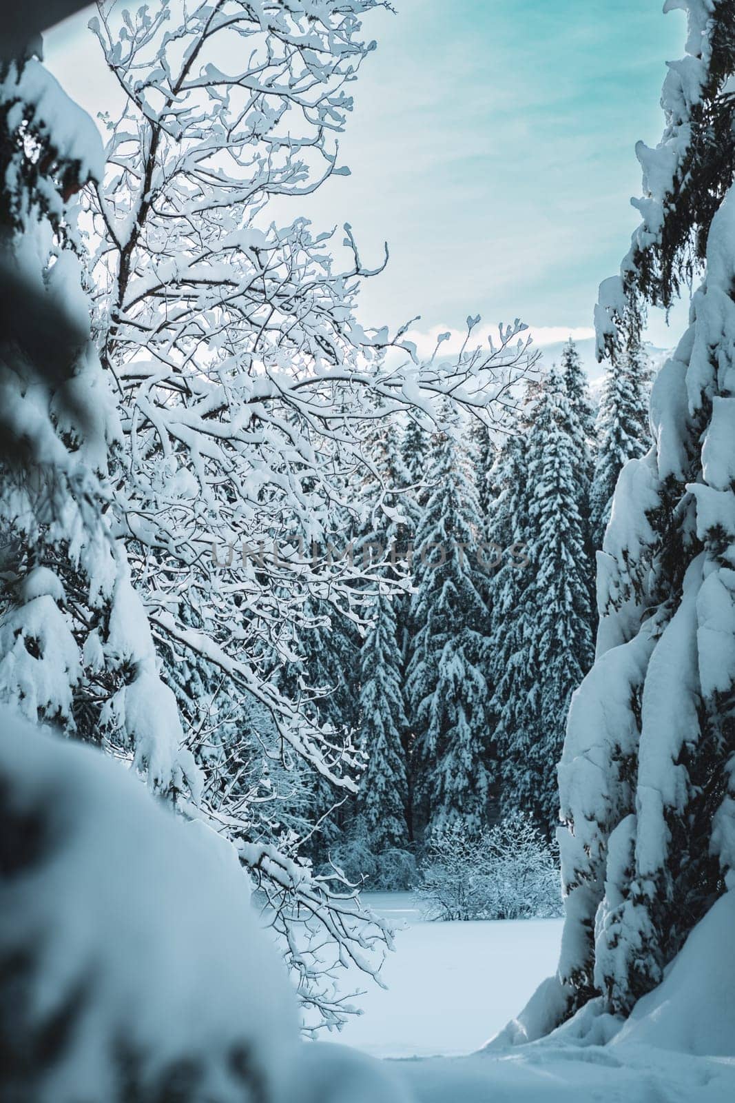 Tall pine trees with snow in winter forest of Low Tatras, Slovakia by Popov