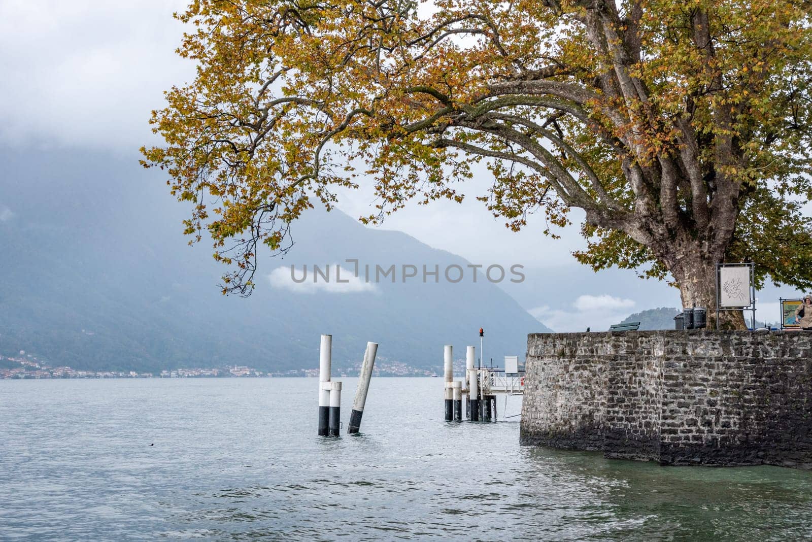 An old plane tree at the coast of lake Como in Tremezzo by imagoDens
