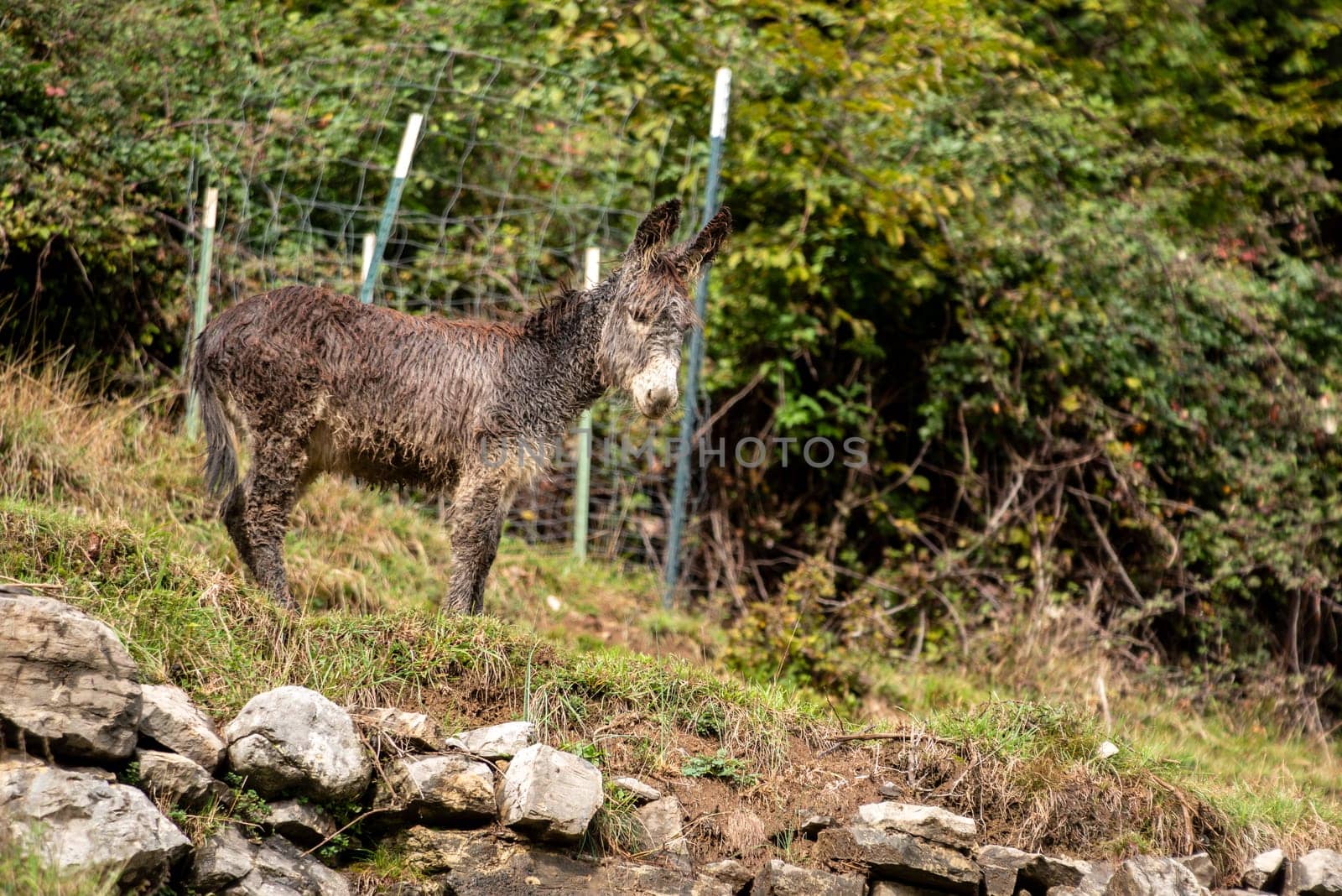 A donkey in the mountainous wilderness of lake Como, Italy