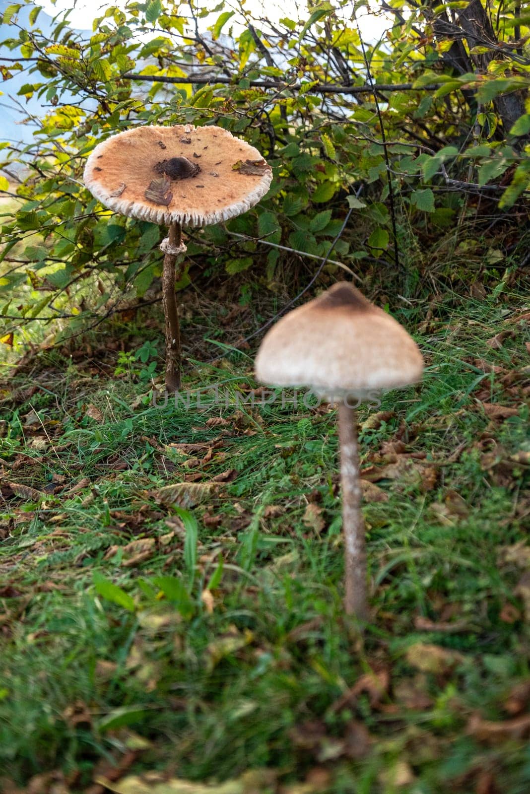 Giant mushrooms in the mountains at lake Como, Italy