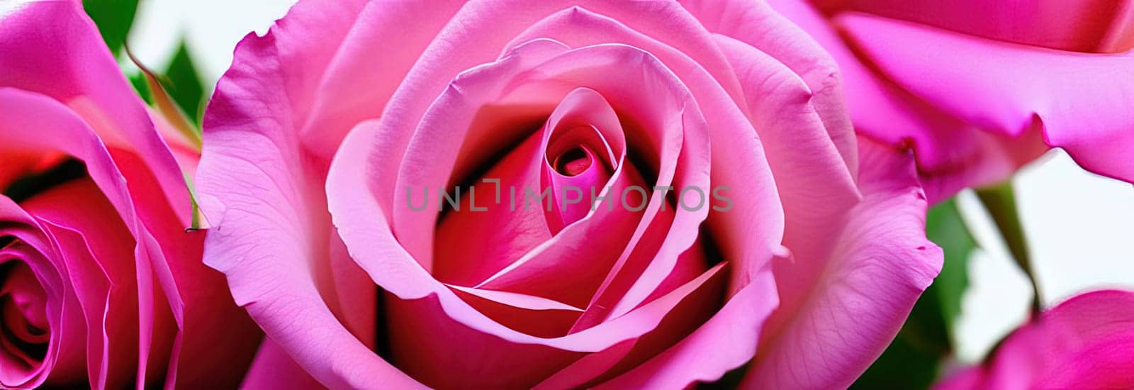 Beautiful banner with pink roses background of Mothers, Valentine Day, Birthday, Anniversary, Wedding. Copy space. For advertisement, greeting card mockup, presentation, header, poster, website print