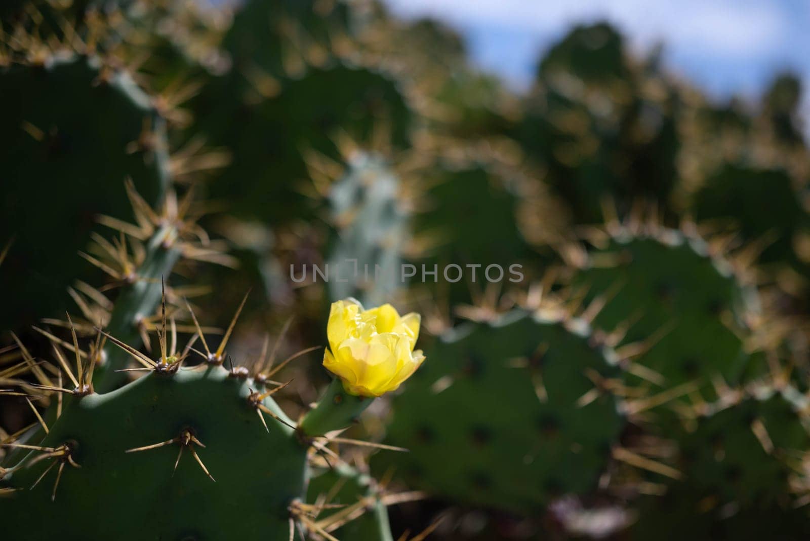 Yellow flower of prickly pear cactus or Opuntia ficus-indica on its green leaves background. Indian-fig blossom. Green cactus foliage. Mission cactus in bloom. Summer nature wallpaper
