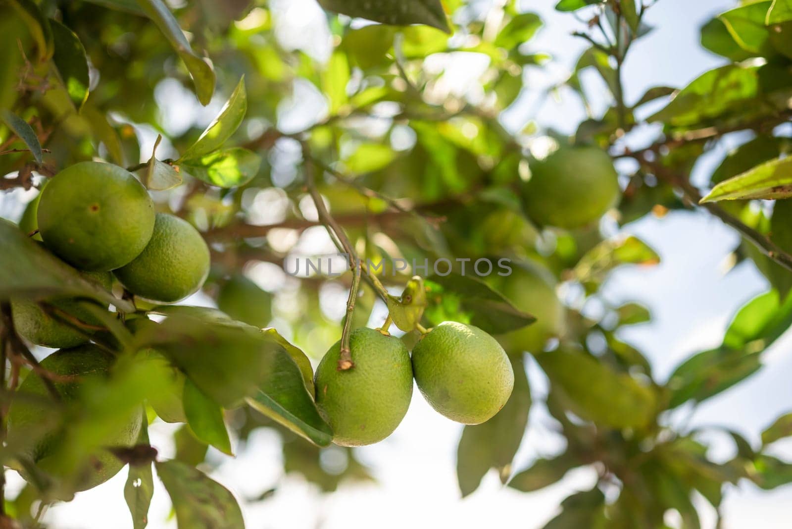 Green lemons growing on a tree. Citrus fruit on green leaves background on a sunny day. Sun glare and bokeh effect. Concept of organic food, orchard and agriculture. Lemon closeup