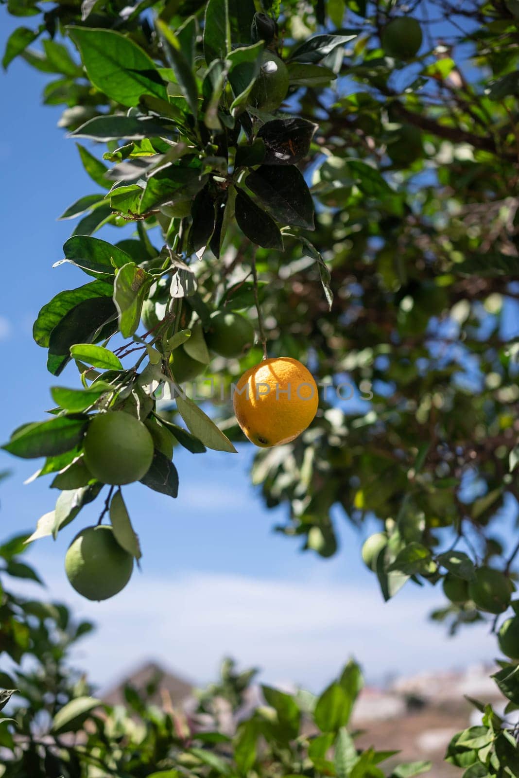 A yellow lemon growing on a tree among green lemons and leaves. Ripe Citrus fruit on blue sky and green leaves background on a sunny day. Concept of organic farming and harvest. Nature wallpaper