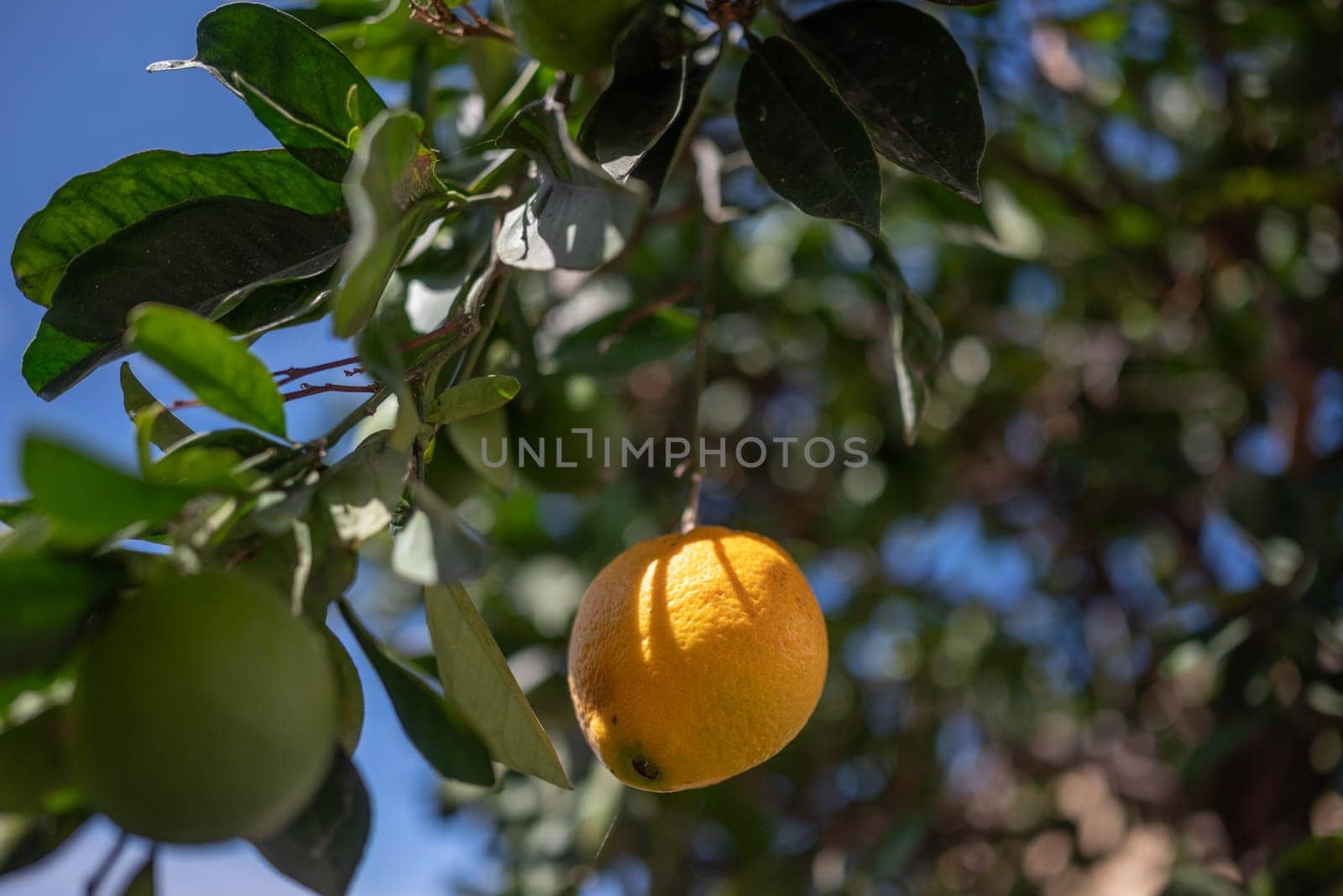 A yellow lemon growing on a tree among green lemons and leaves. Ripe Citrus fruit on blue sky and green leaves background on a sunny day. Concept of organic farming and harvest. Nature wallpaper