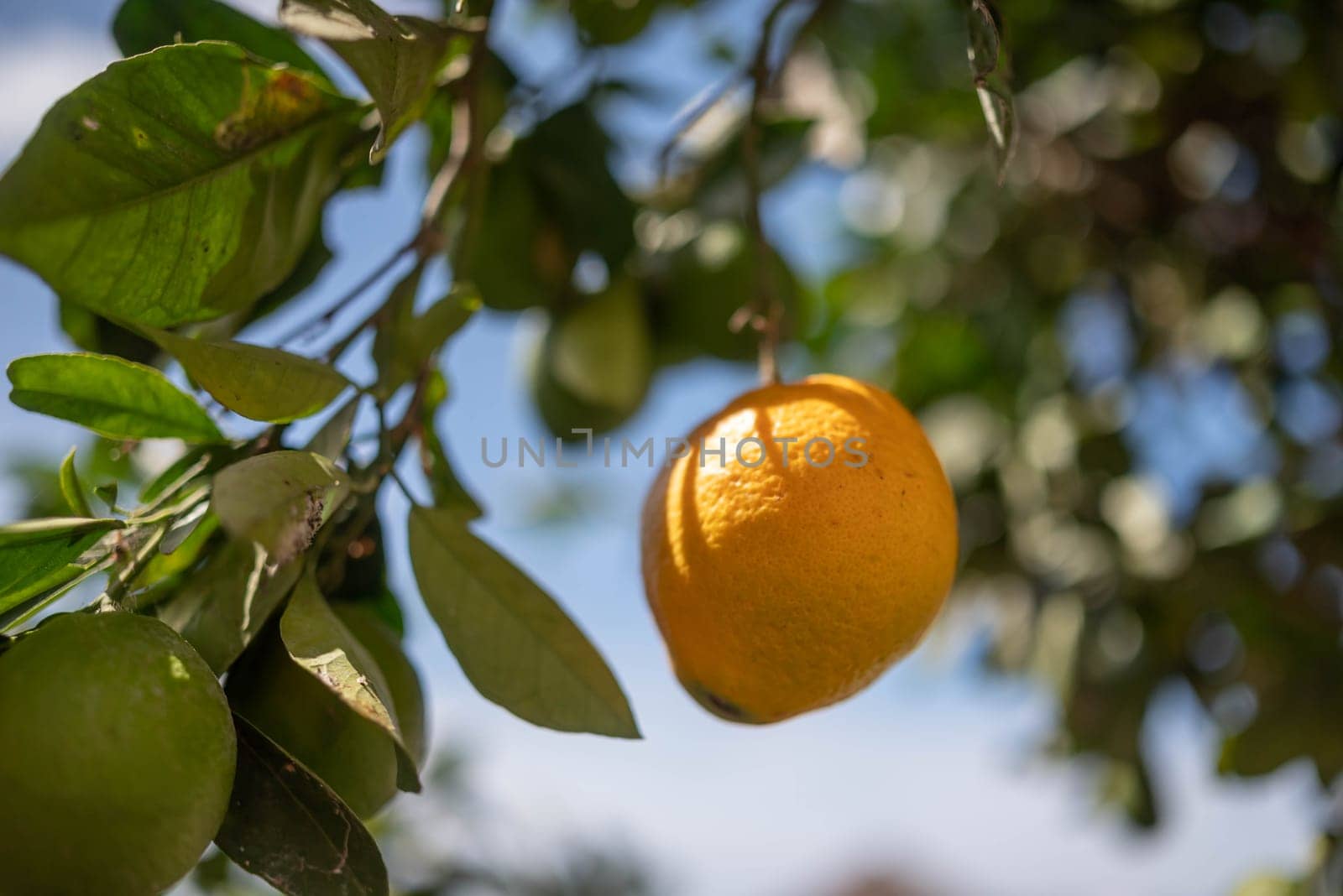A yellow lemon growing on a tree among green lemons and leaves. Ripe Citrus fruit on blue sky and green leaves background on a sunny day. Concept of organic farming and harvest. Nature wallpaper