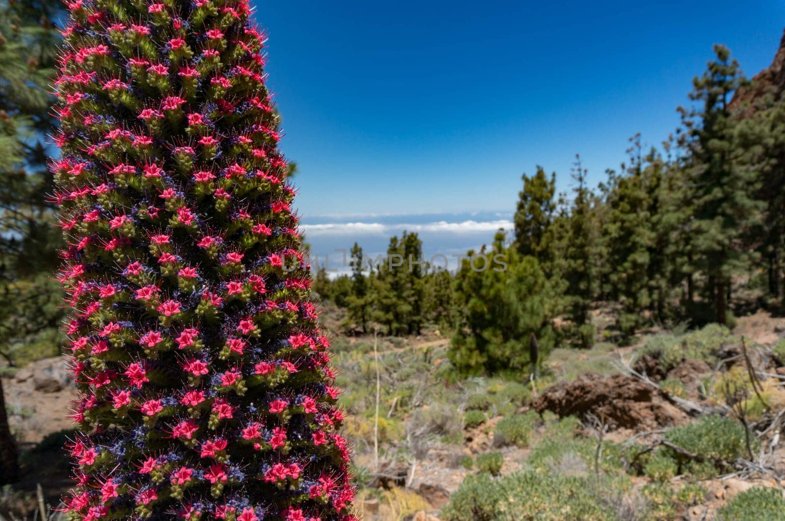 Red Flower of tajinaste rojo among Canary Island pine trees forest by amovitania