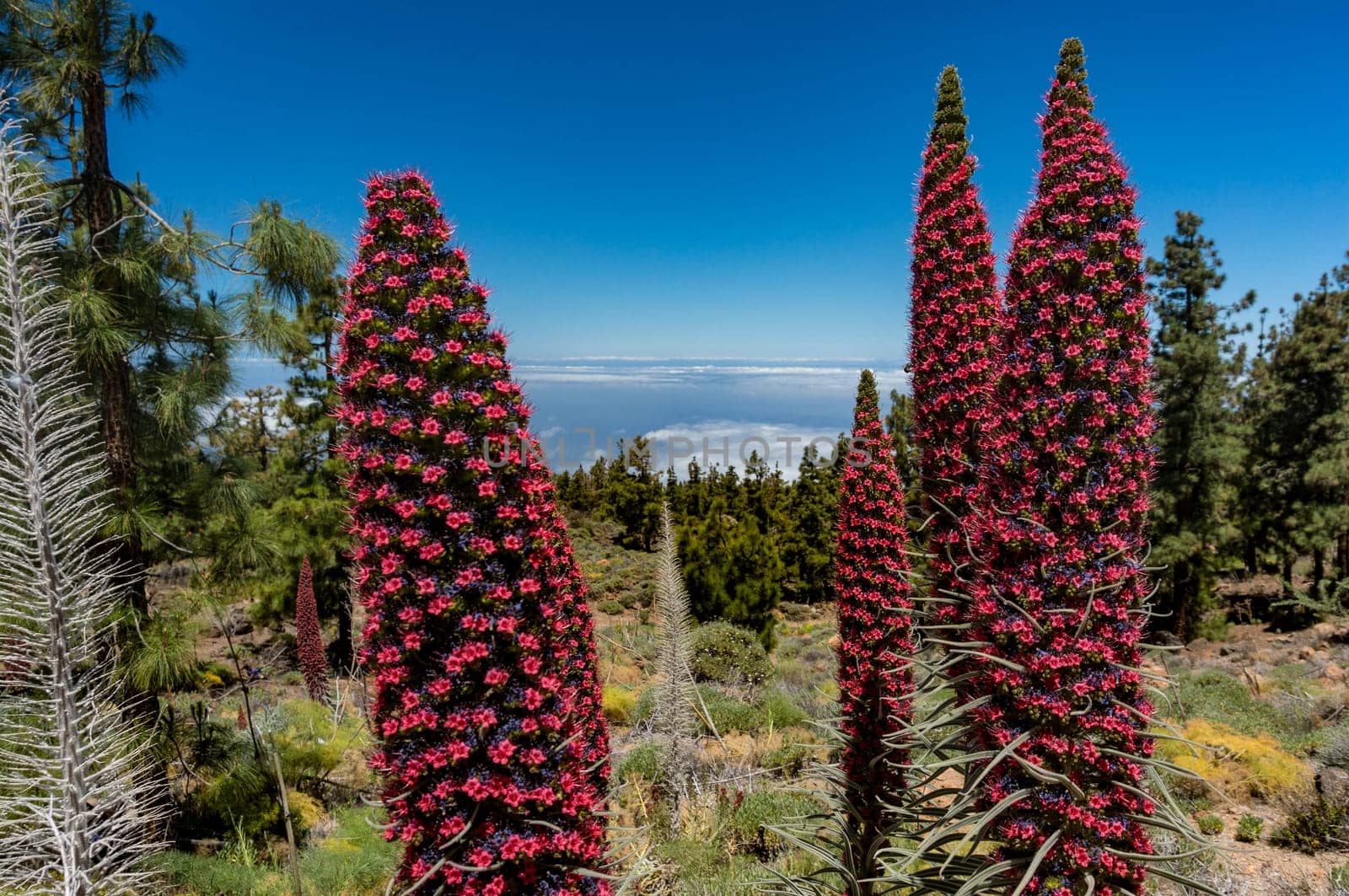 Red Flowers of tajinaste rojo among Canary Island pine trees forest. Endemics to the Canary islands. Echium wildpretii, tower of jewels, red bugloss, Tenerife bugloss