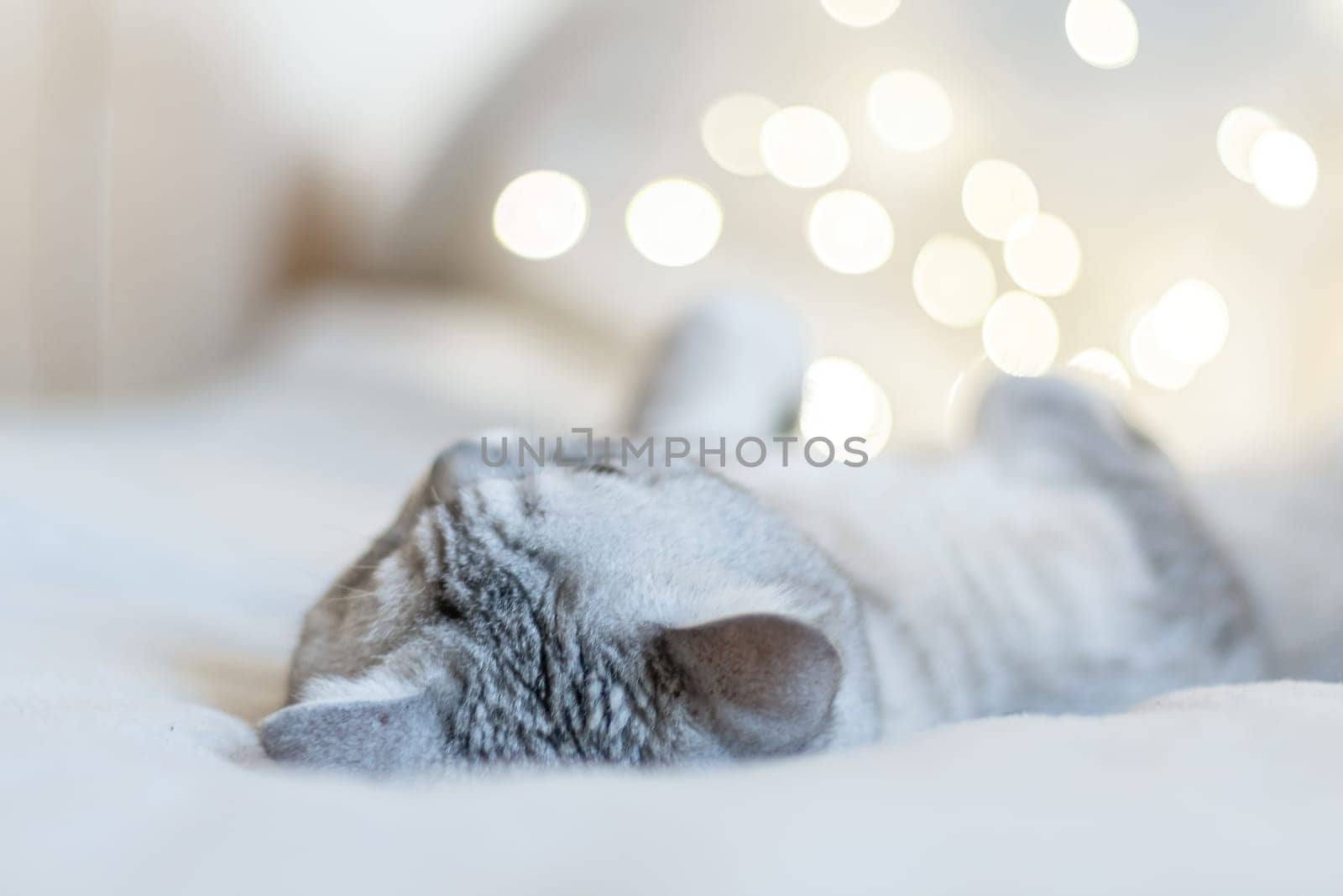 Scottish straight cat lies on his back bokeh from lights in the background. Cat upside down. Favorite pets, cat food
