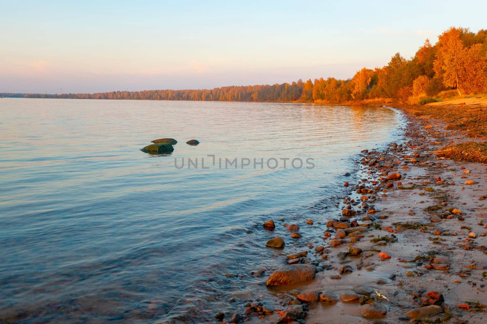 Colorful autumn landscape with birch grove with golden foliage on the shore of the lake and beautiful reflections at sunset. High quality photo