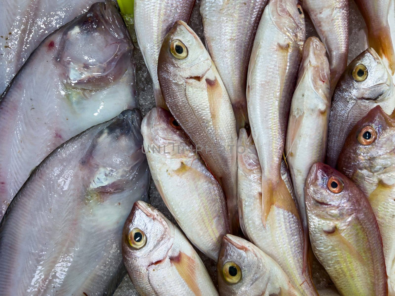 Close-up of fresh raw fish in ice on the counter at a fish market