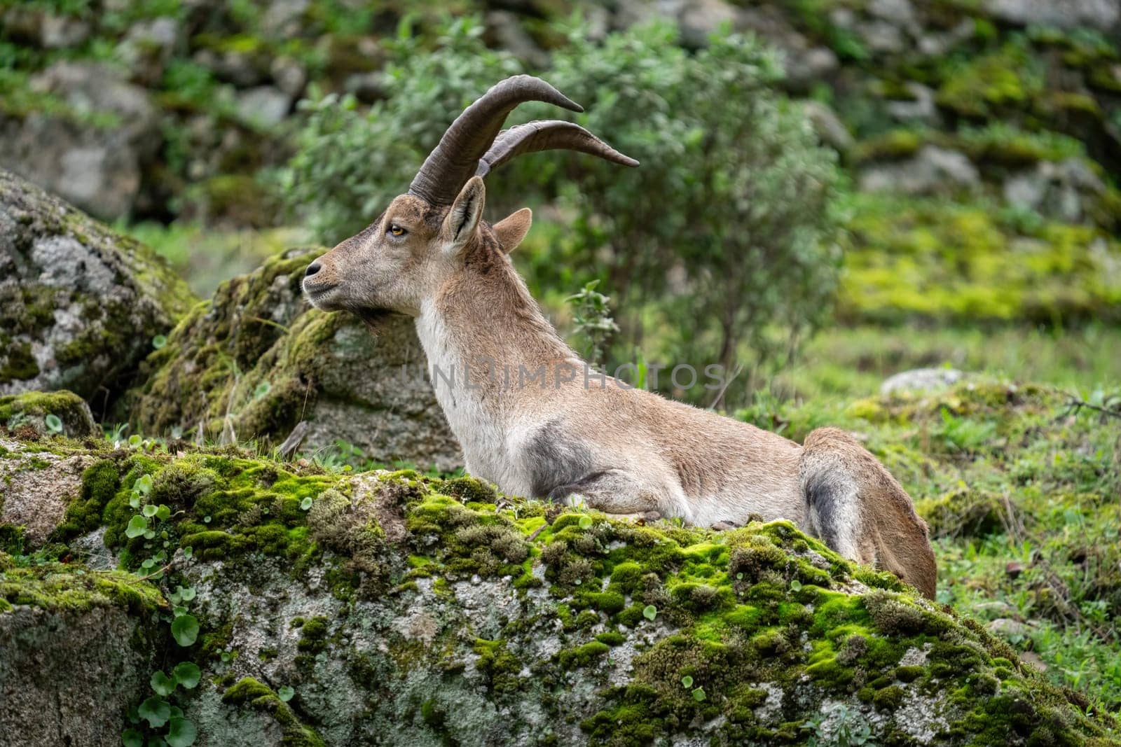 A mountain goat rests on a mossy rock, camouflaged with nature.