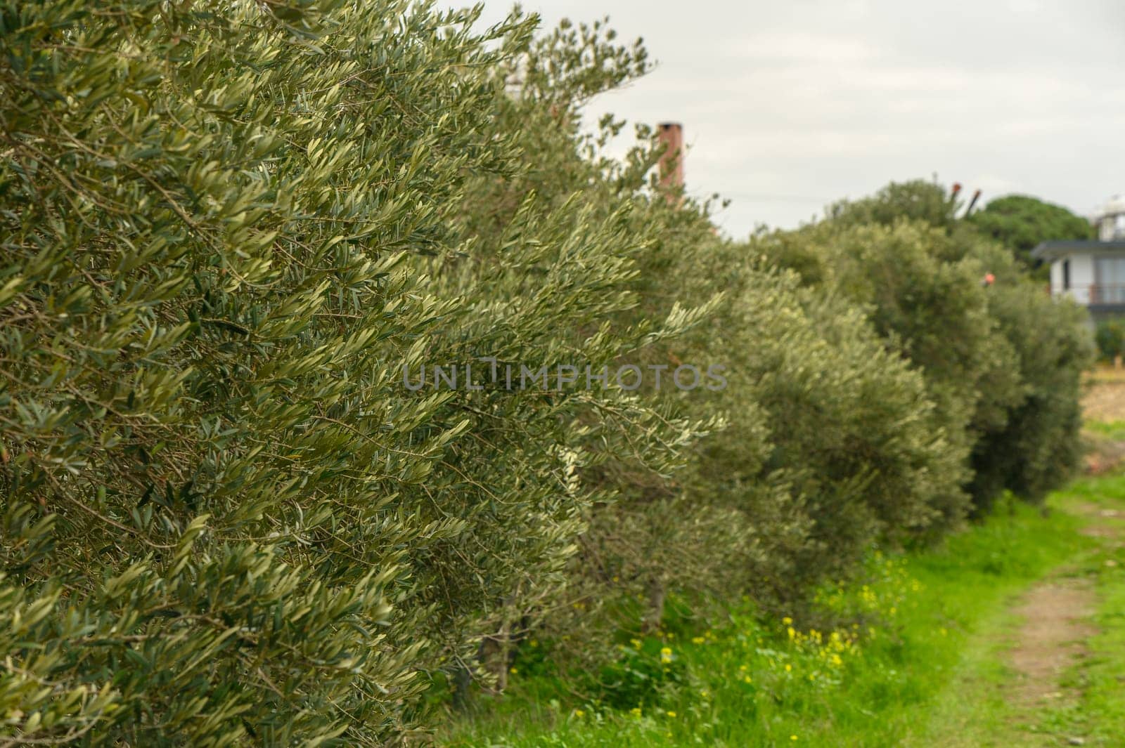 olive trees in winter in a garden in Cyprus 1