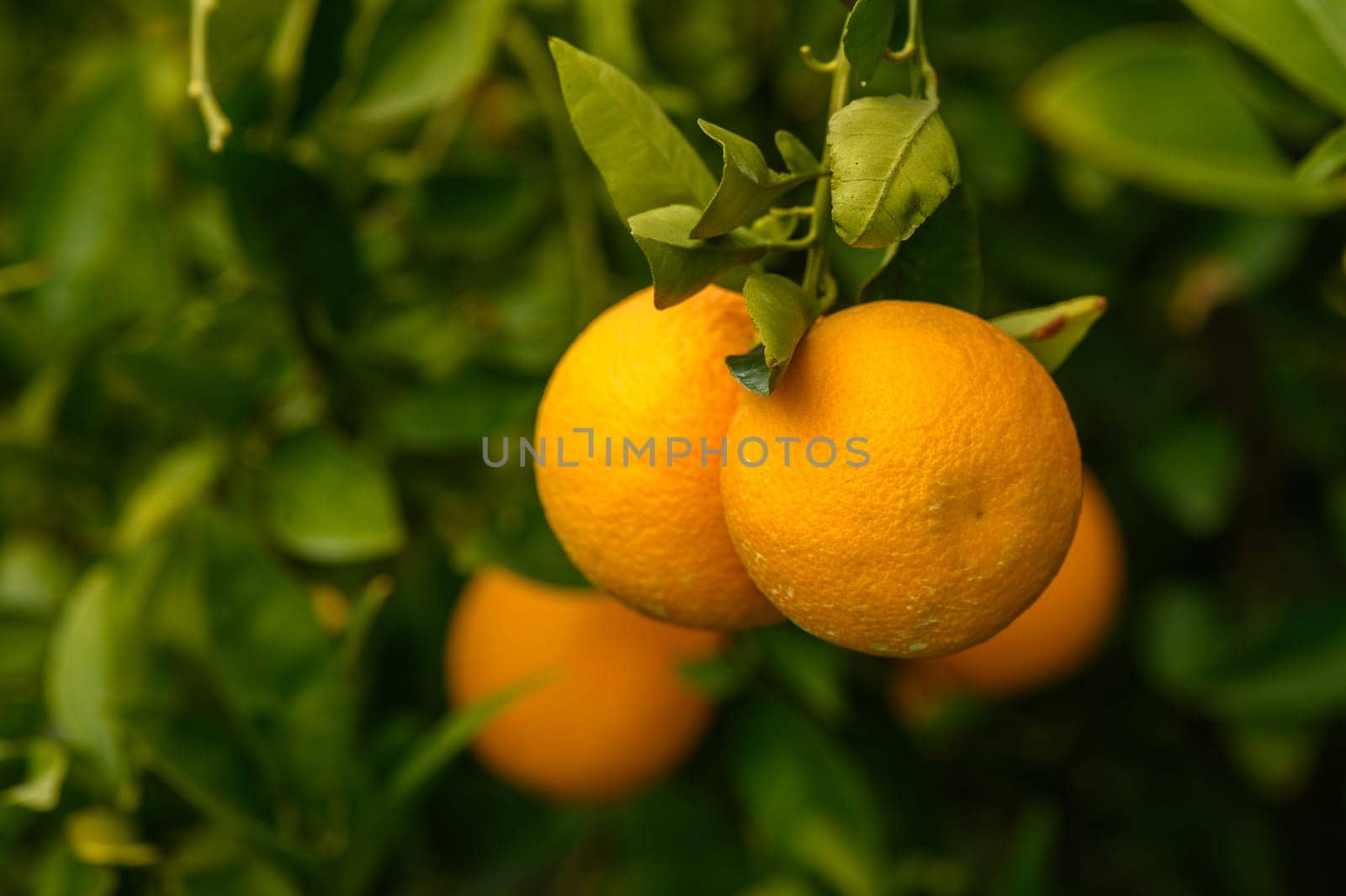 juicy oranges in winter in a garden in Cyprus 1