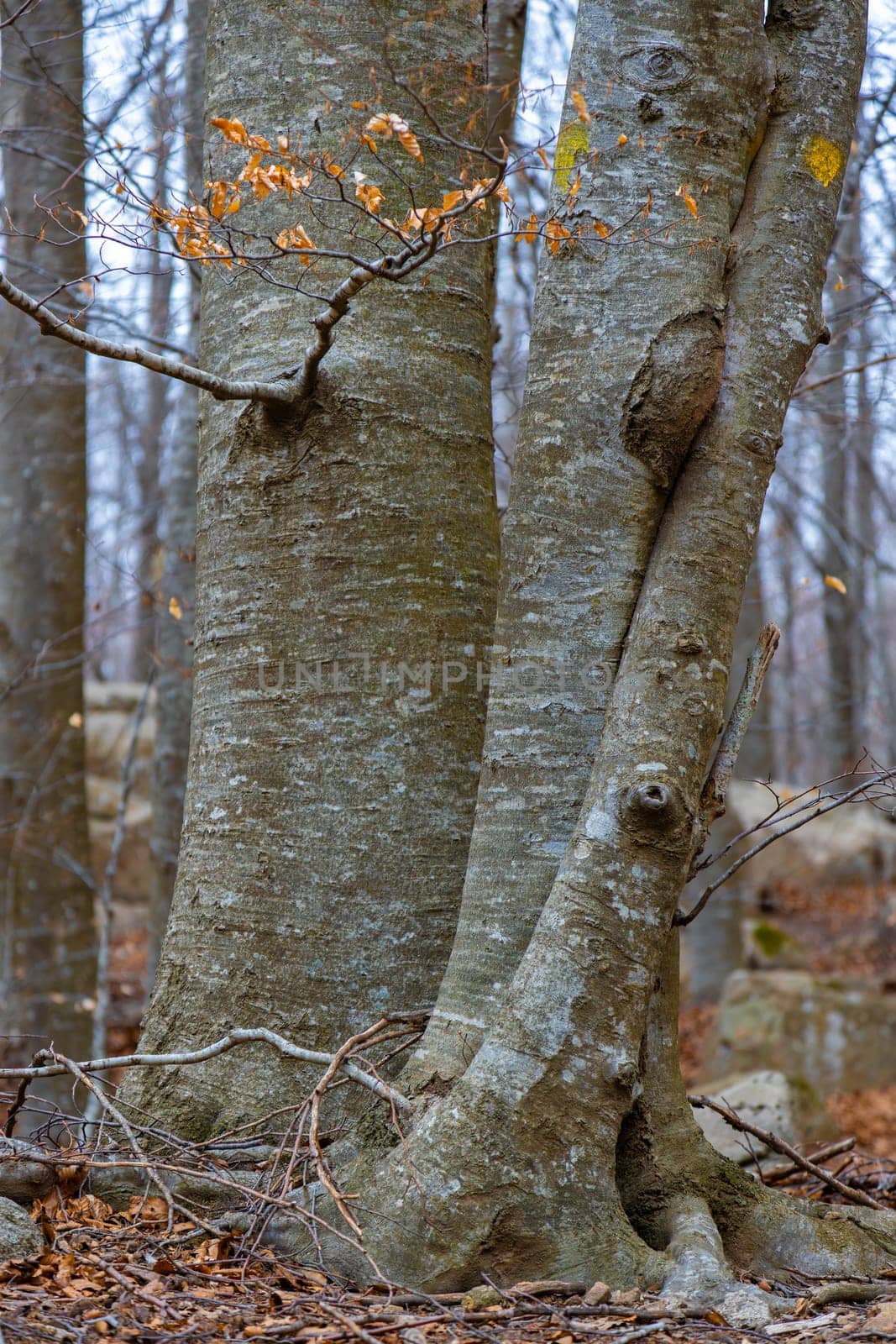 Close up of big old beech tree in the autumn forest by Digoarpi