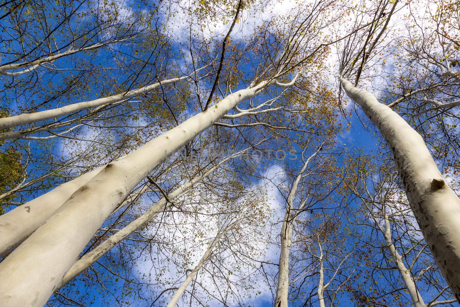 Nice old sycamore trees from below in a sunny day by Digoarpi