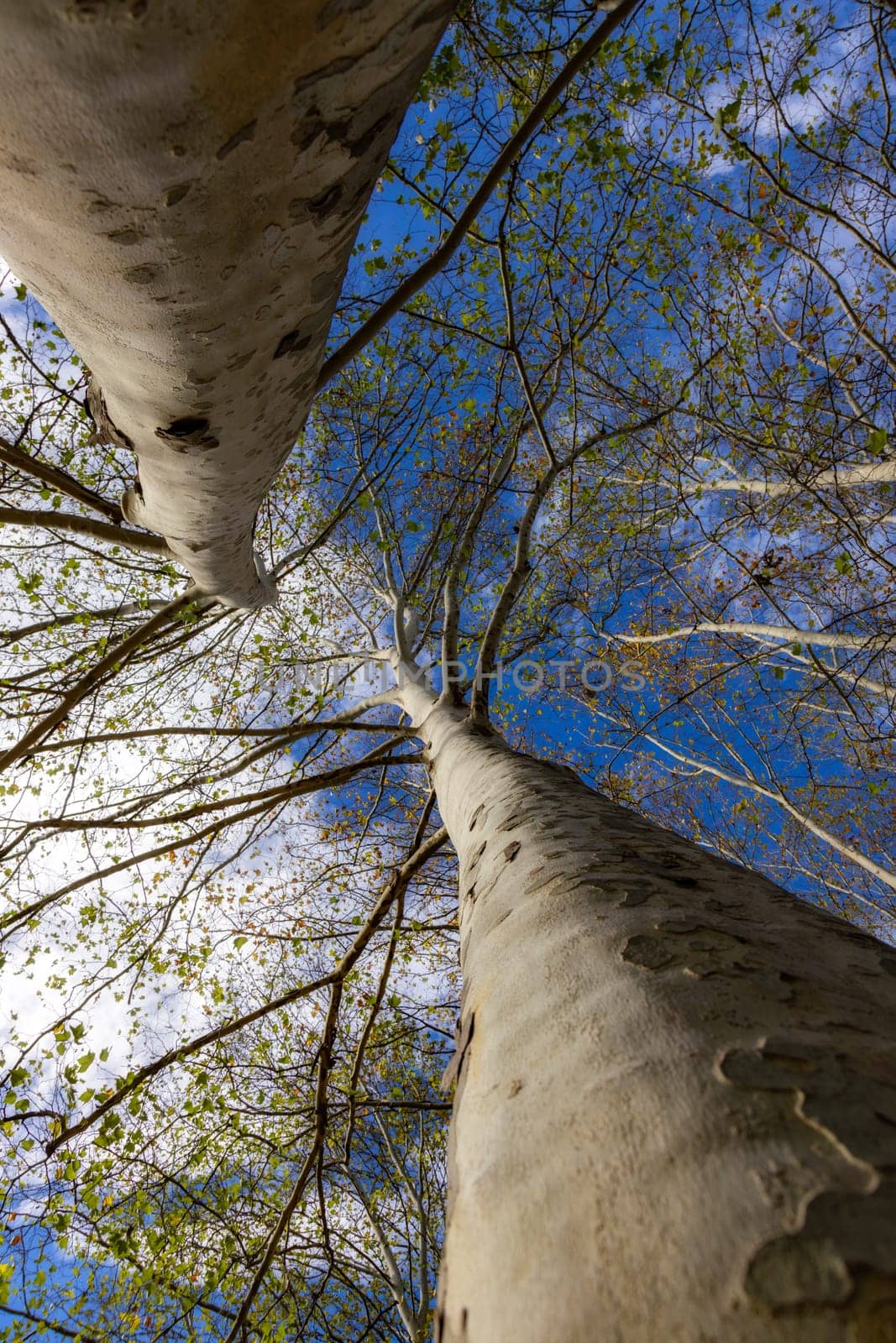 Nice old sycamore trees from below in a sunny day by Digoarpi
