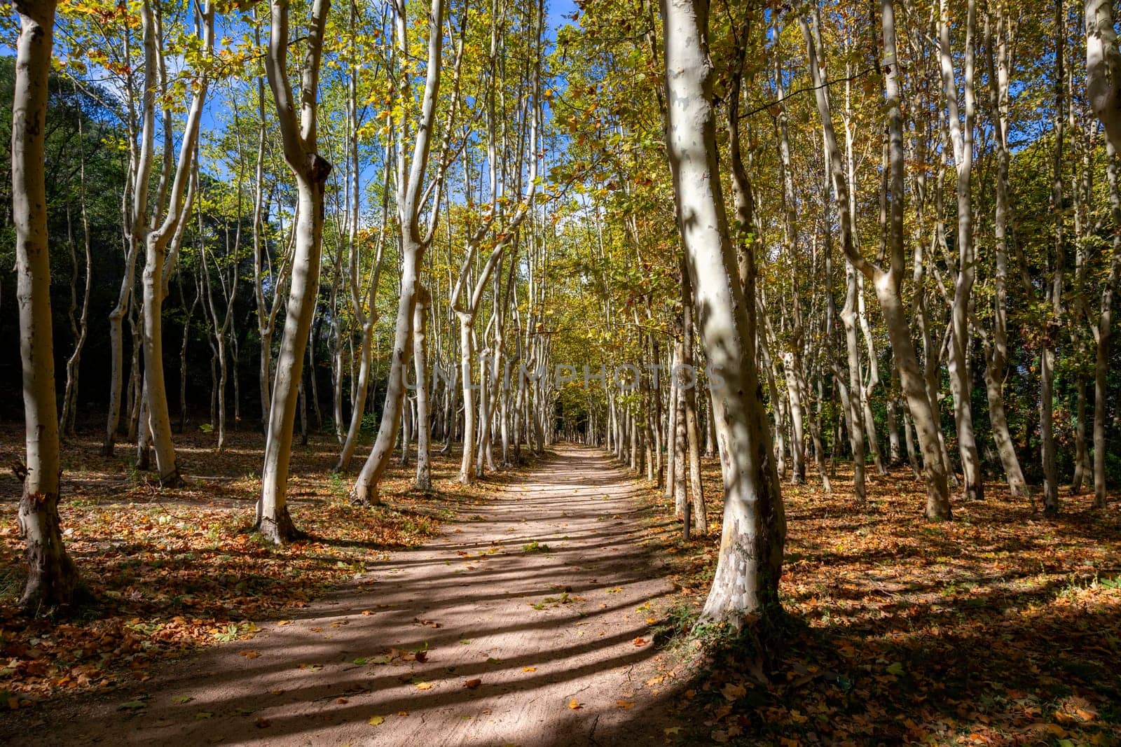 Nice old sycamore trees in a sunny day by Digoarpi