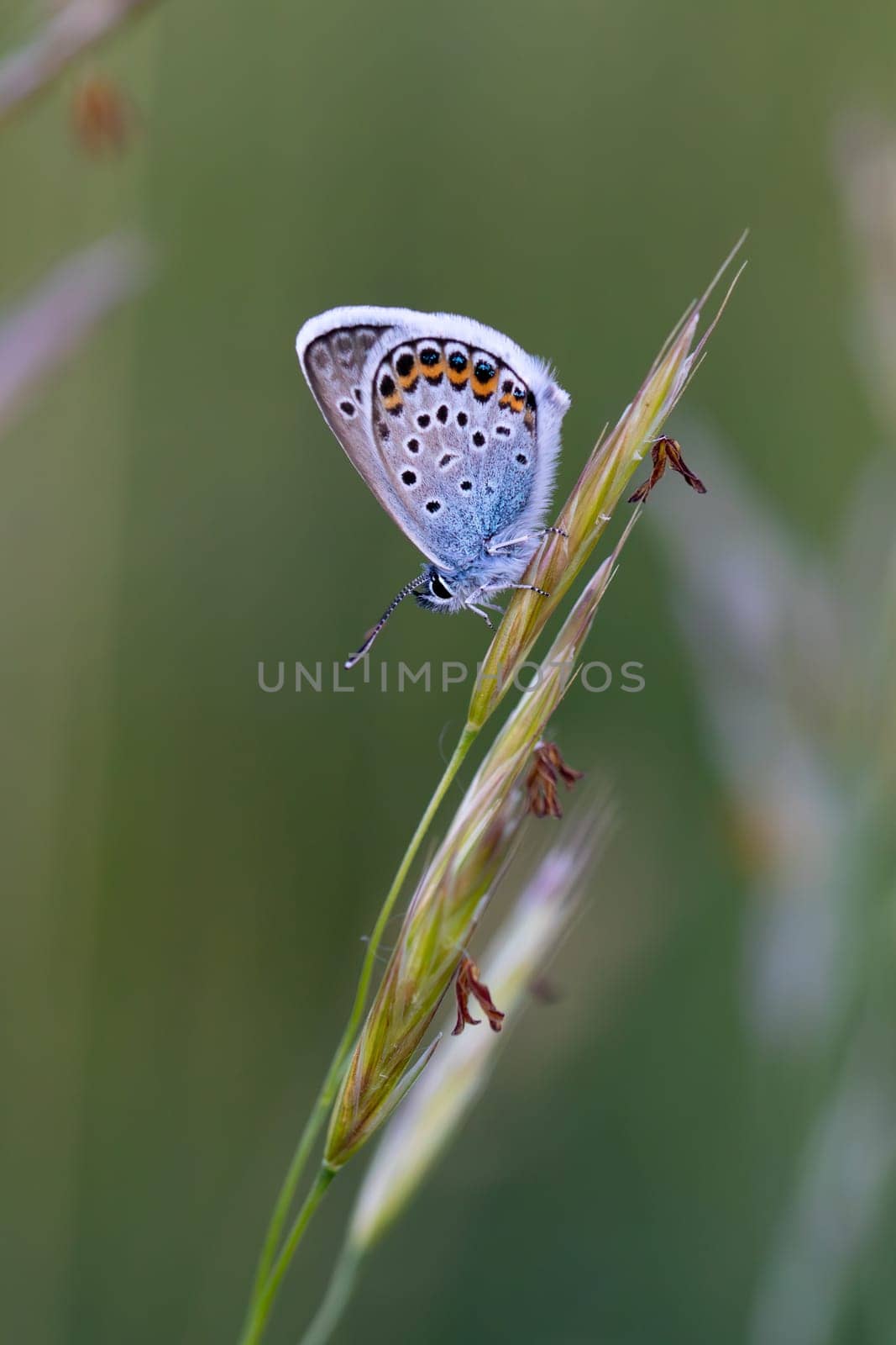 Close up of a beautiful butterfly (Common Blue,Polyommatus icarus).
