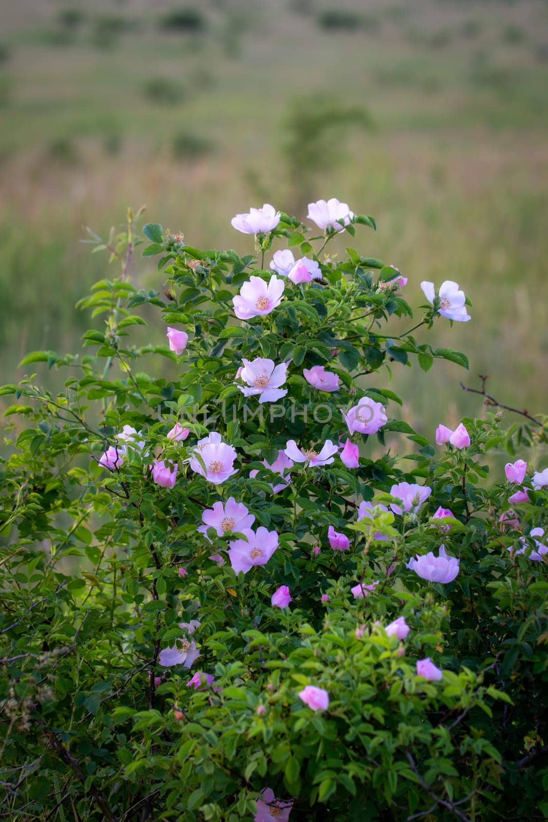 Beautiful blooming wild rose bush (Rosa canina) by Digoarpi